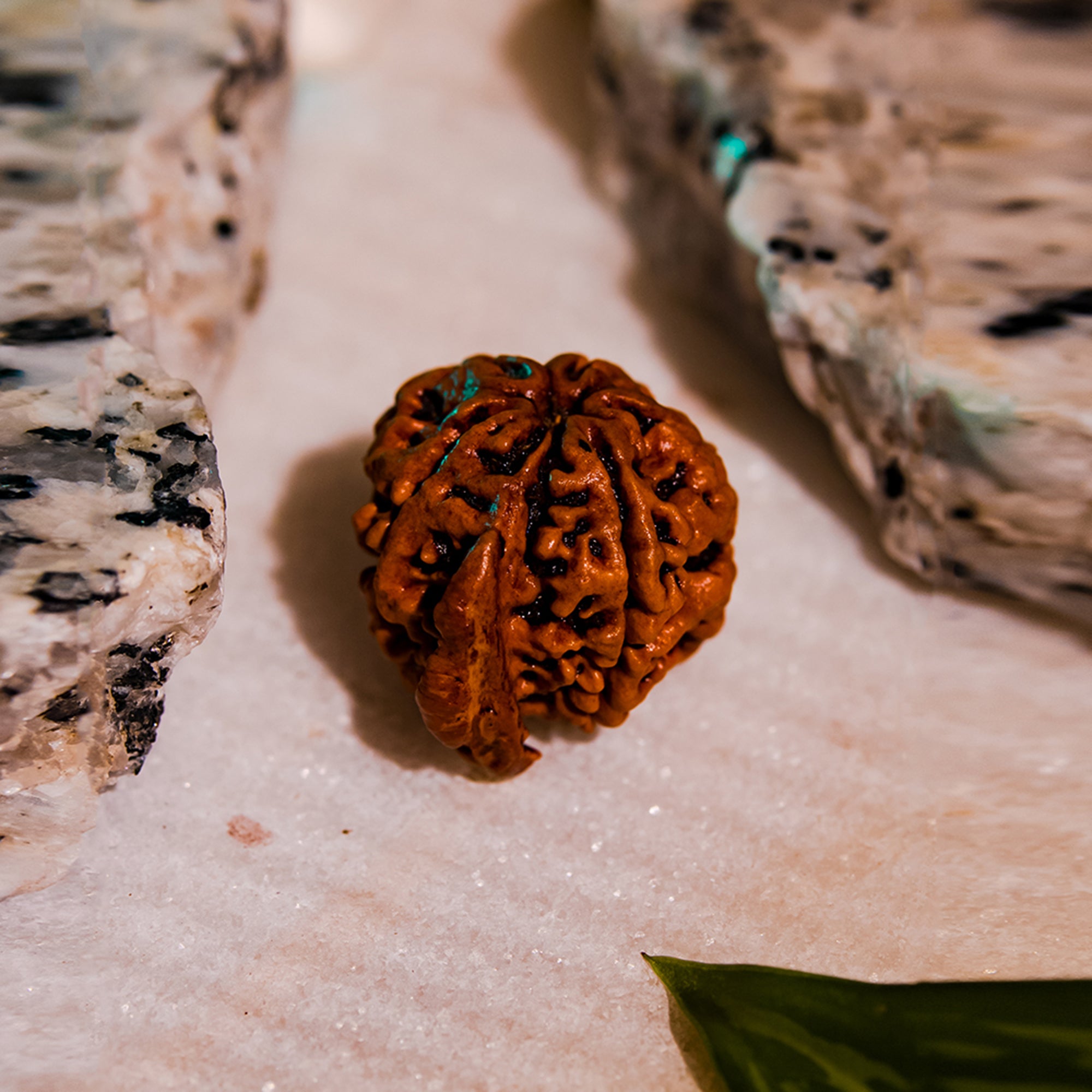 Ganesh Rudraksha – Original Natural Bead