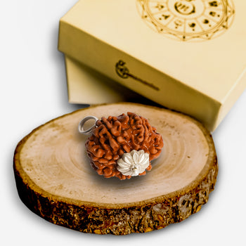 8 Mukhi Rudraksha (Indonesian Bead)