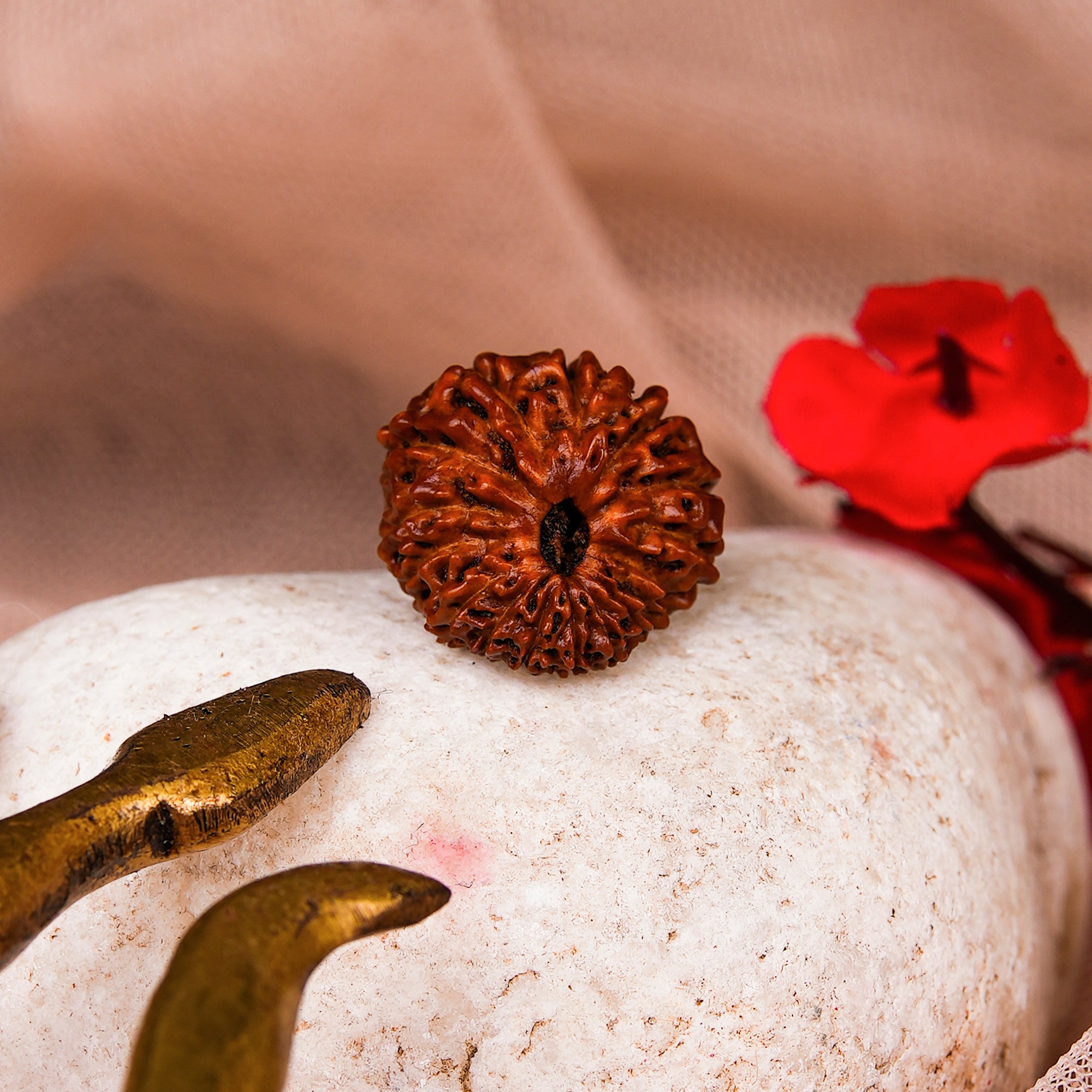 16 Mukhi Natural Rudraksha