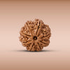 8 Mukhi