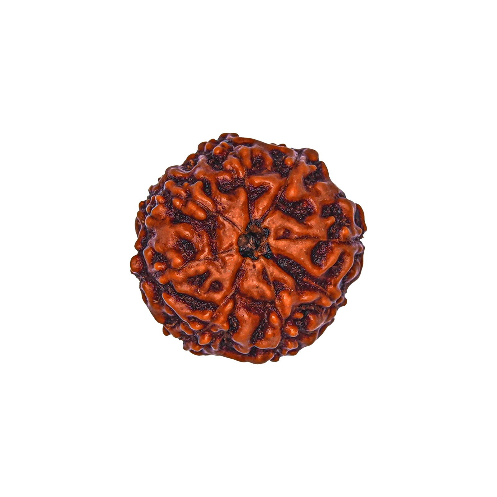 8 Mukhi Rudraksha (Nepali) - Gemsmantra