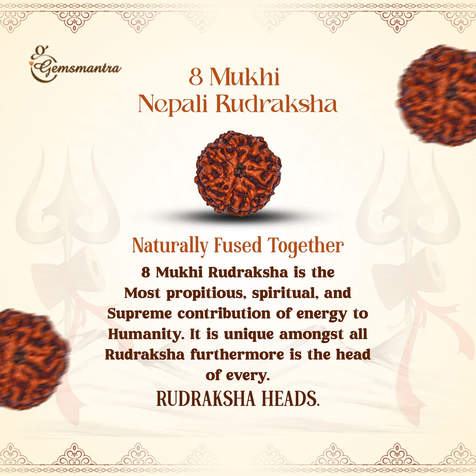 8 Mukhi Rudraksha (Nepali) - Gemsmantra