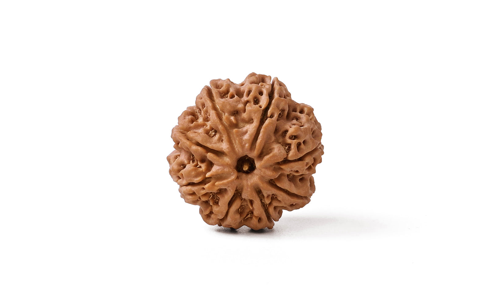 8 Mukhi Rudraksha (Nepali)