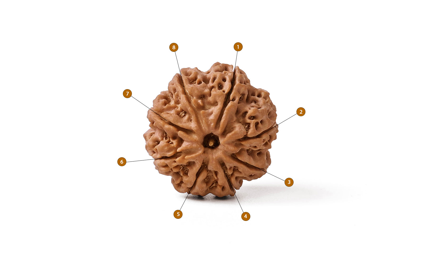 8 Mukhi Rudraksha (Nepali)