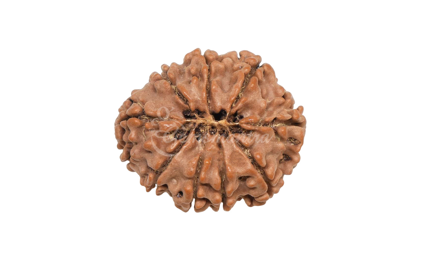 9 Mukhi Rudraksha (Nepali)