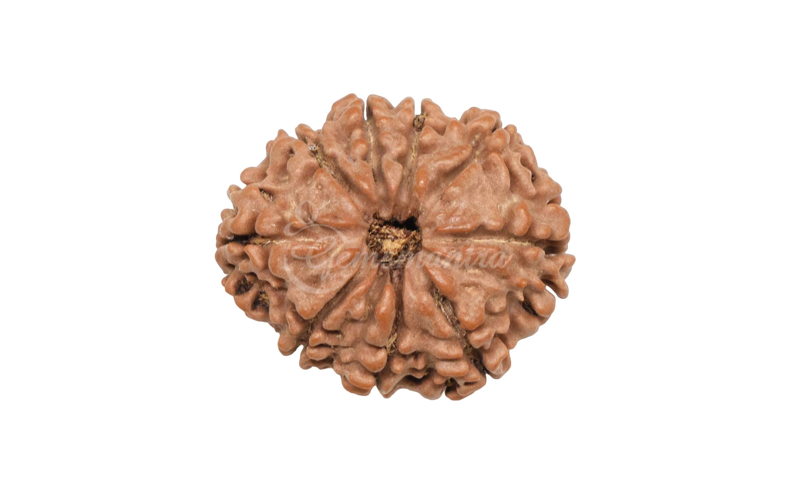 9 Mukhi Rudraksha (Nepali)