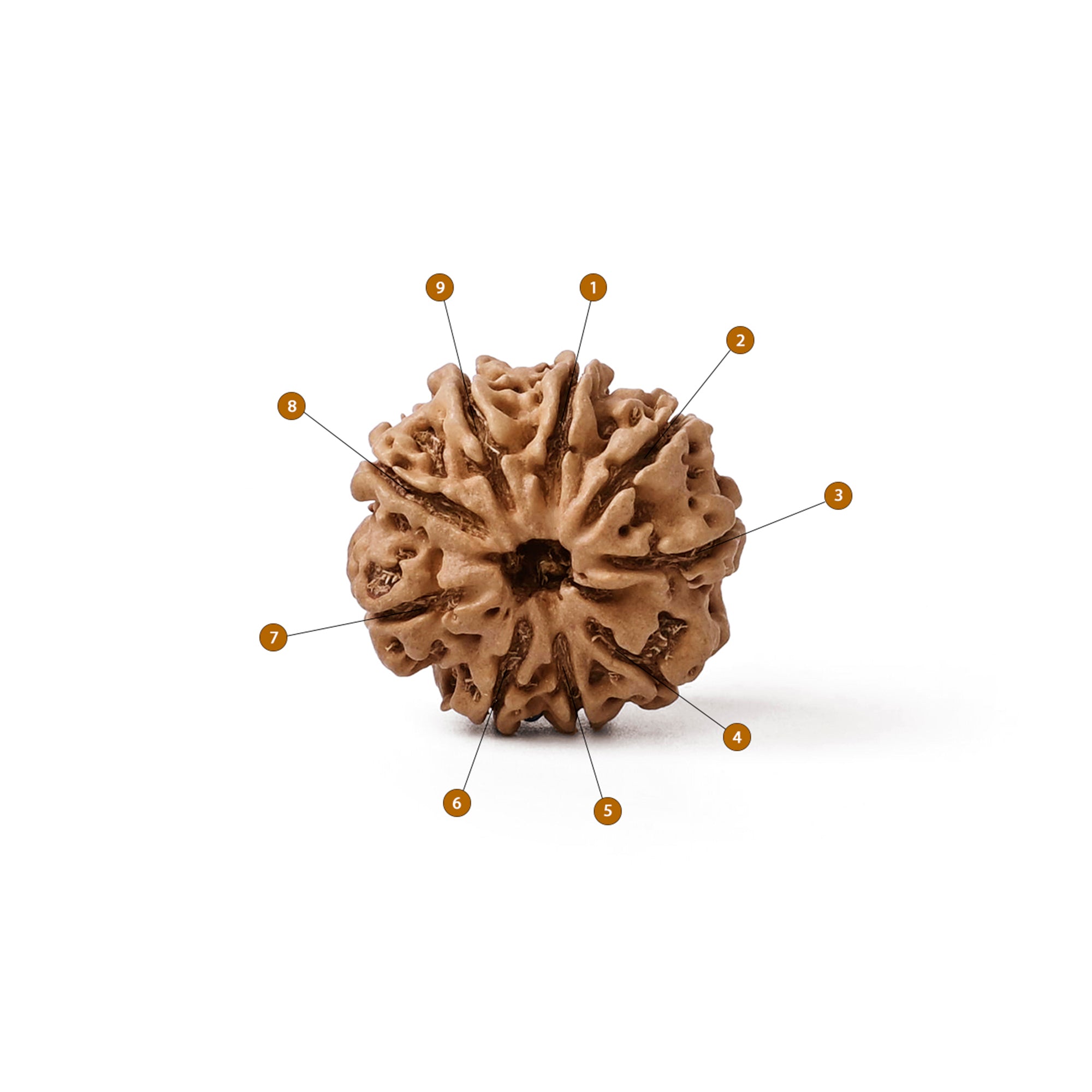 9 Mukhi Rudraksha – Original Nepali Bead