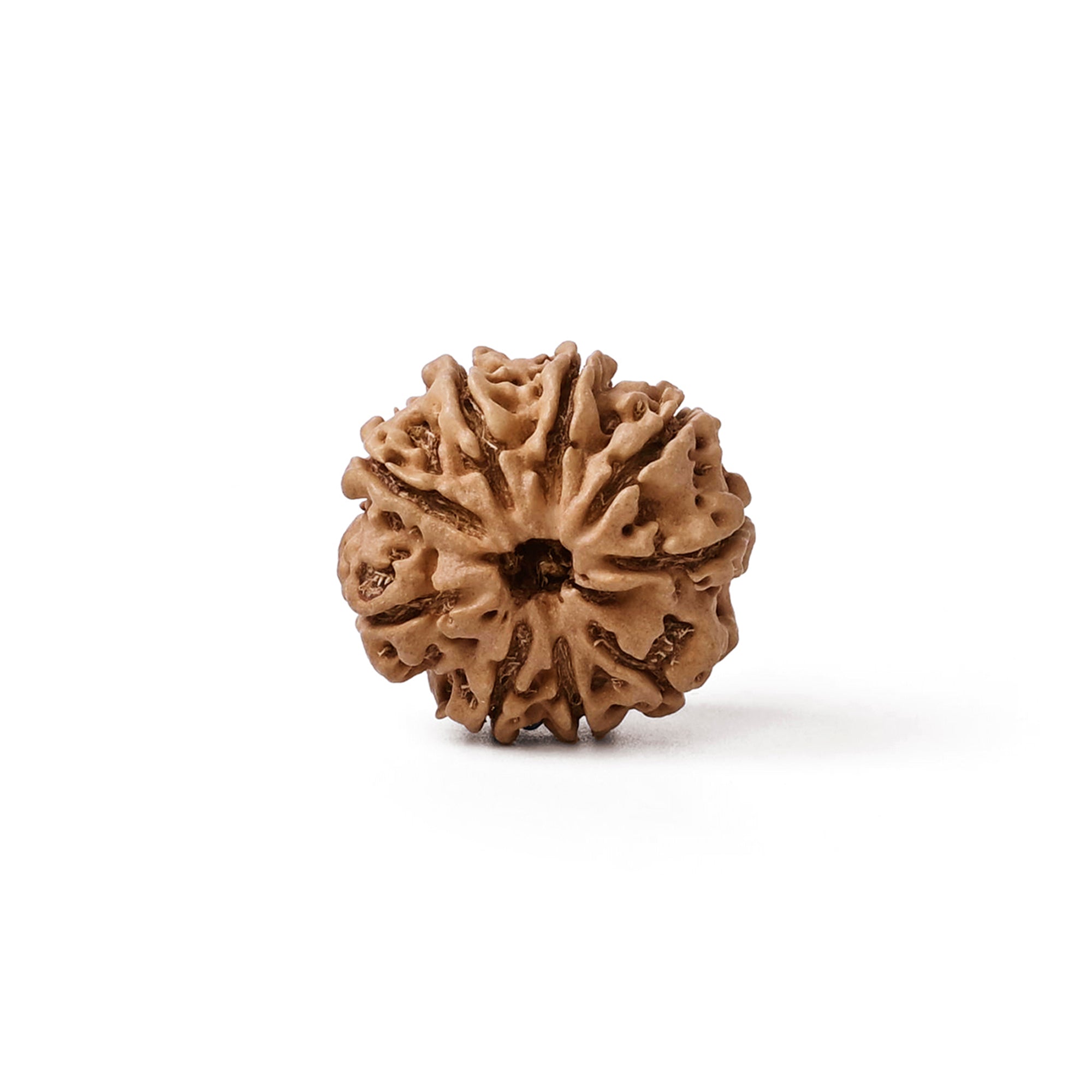 9 Mukhi Rudraksha – Original Nepali Bead