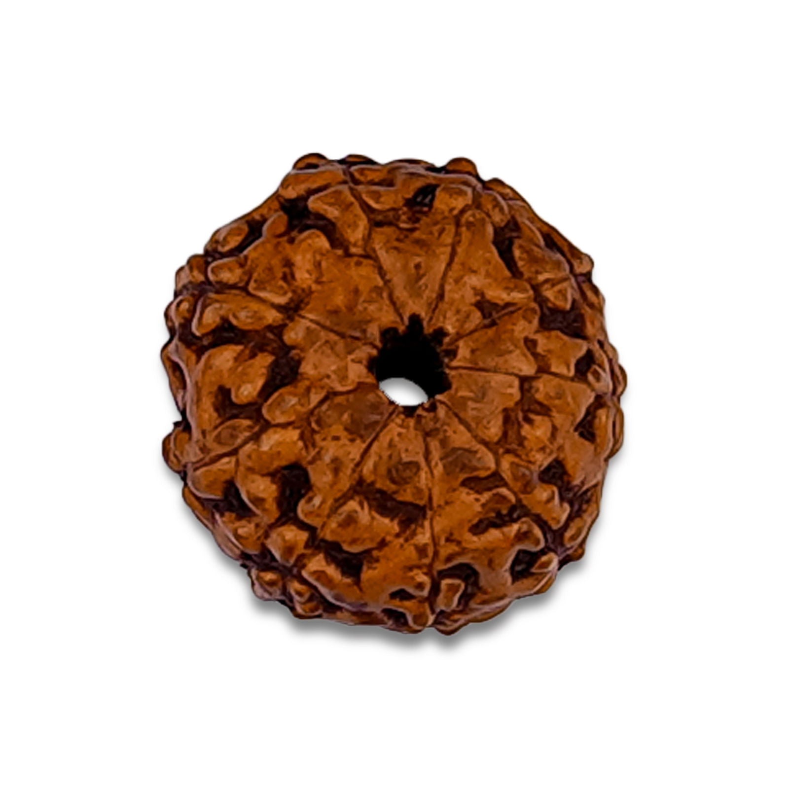 9  Mukhi Rudraksha (Indonesian Bead) - Gemsmantra