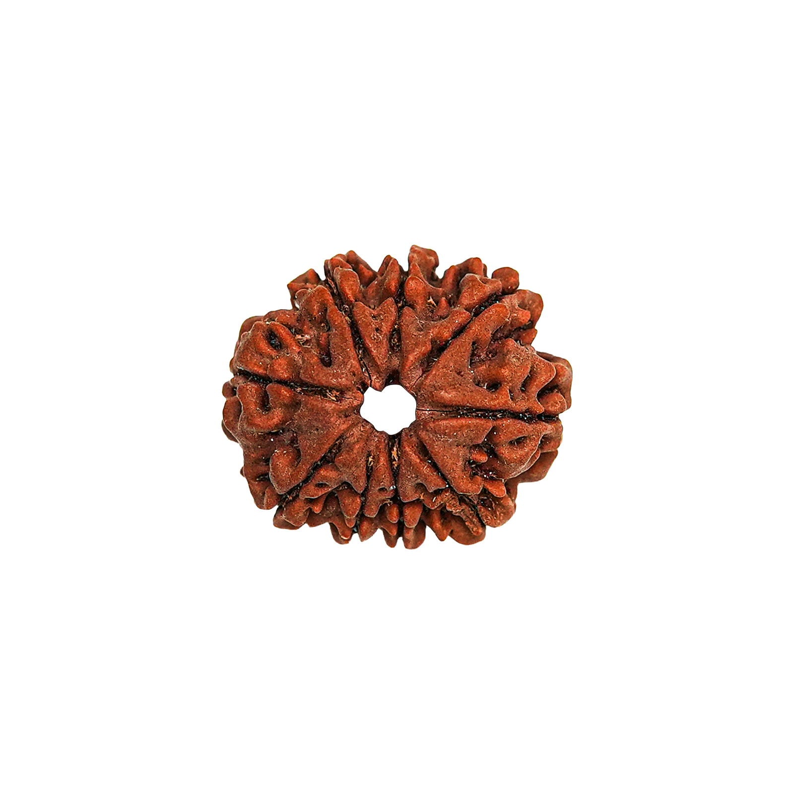 9 Mukhi Rudraksha (Nepali) - Gemsmantra