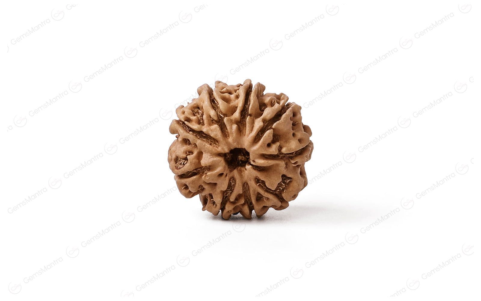 Abhimantrit Natural 9 Mukhi Rudraksha (Nepali)