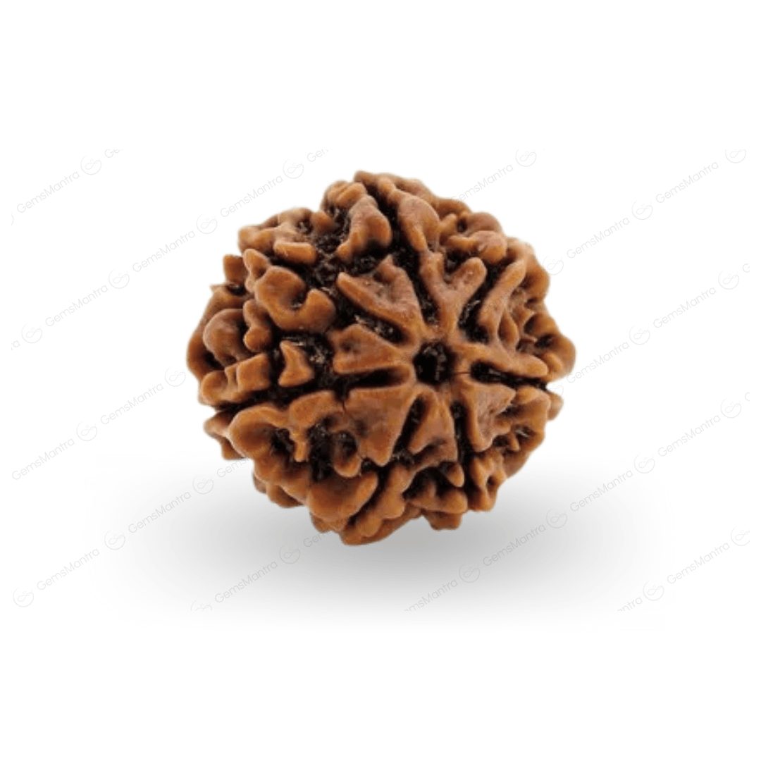 Abhimantrit 7 Mukhi Rudraksha - Gemsmantra