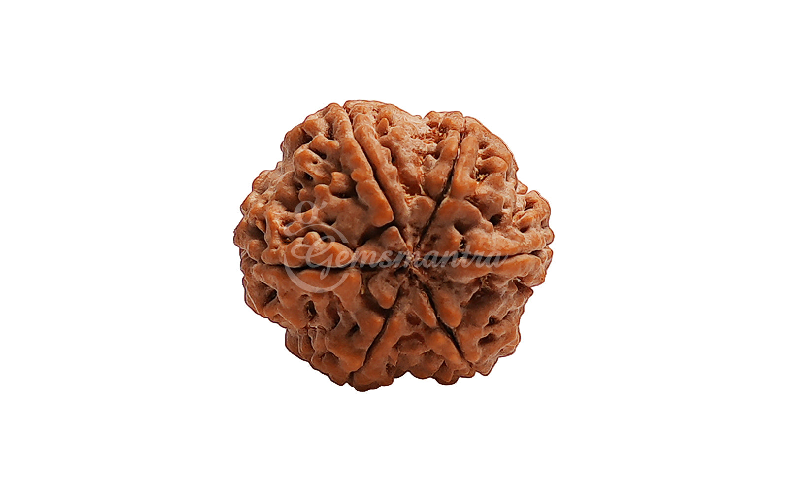 6 Mukhi Rudraksha (Nepali)