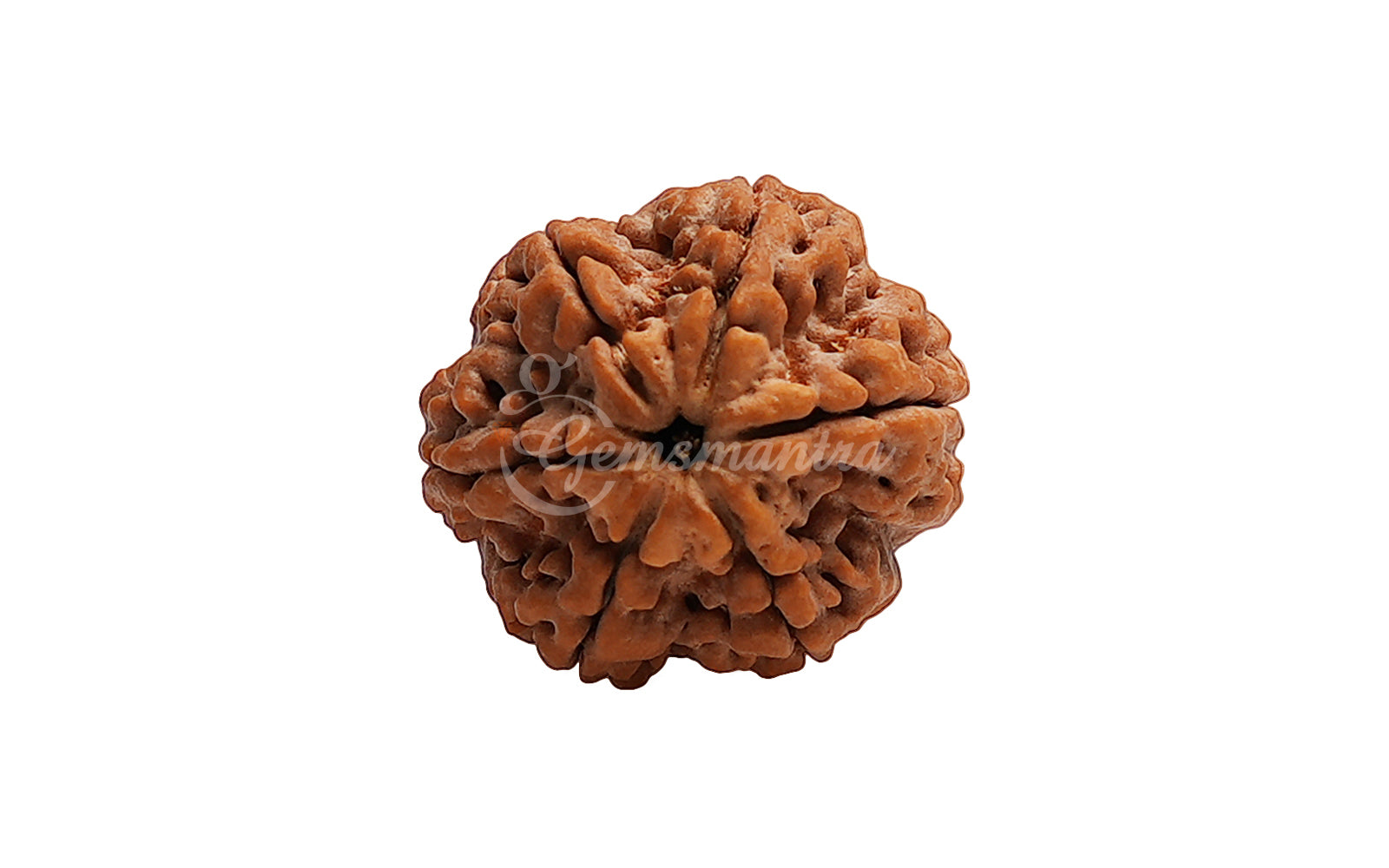 6 Mukhi Rudraksha (Nepali)