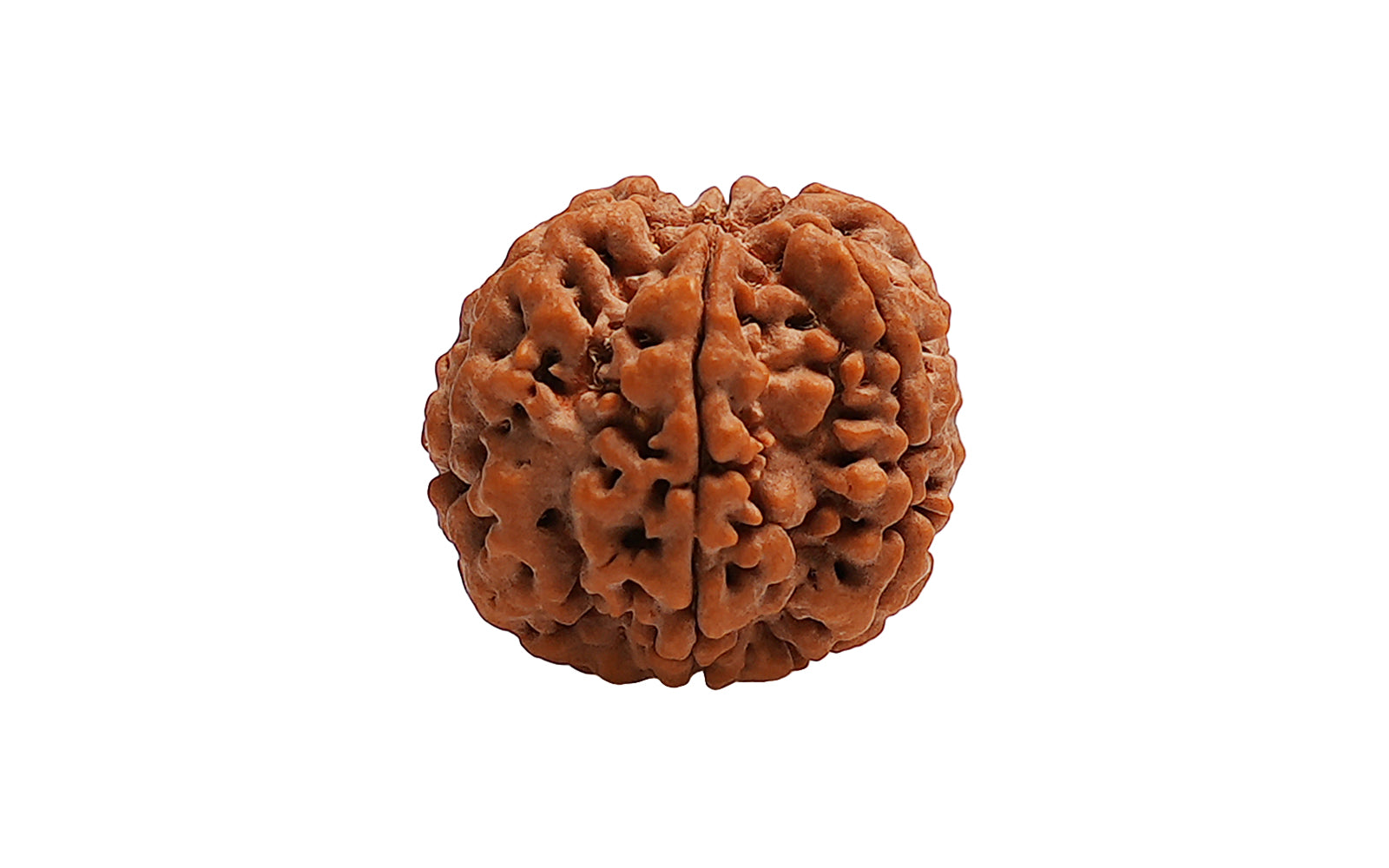 6 Mukhi Rudraksha (Nepali)