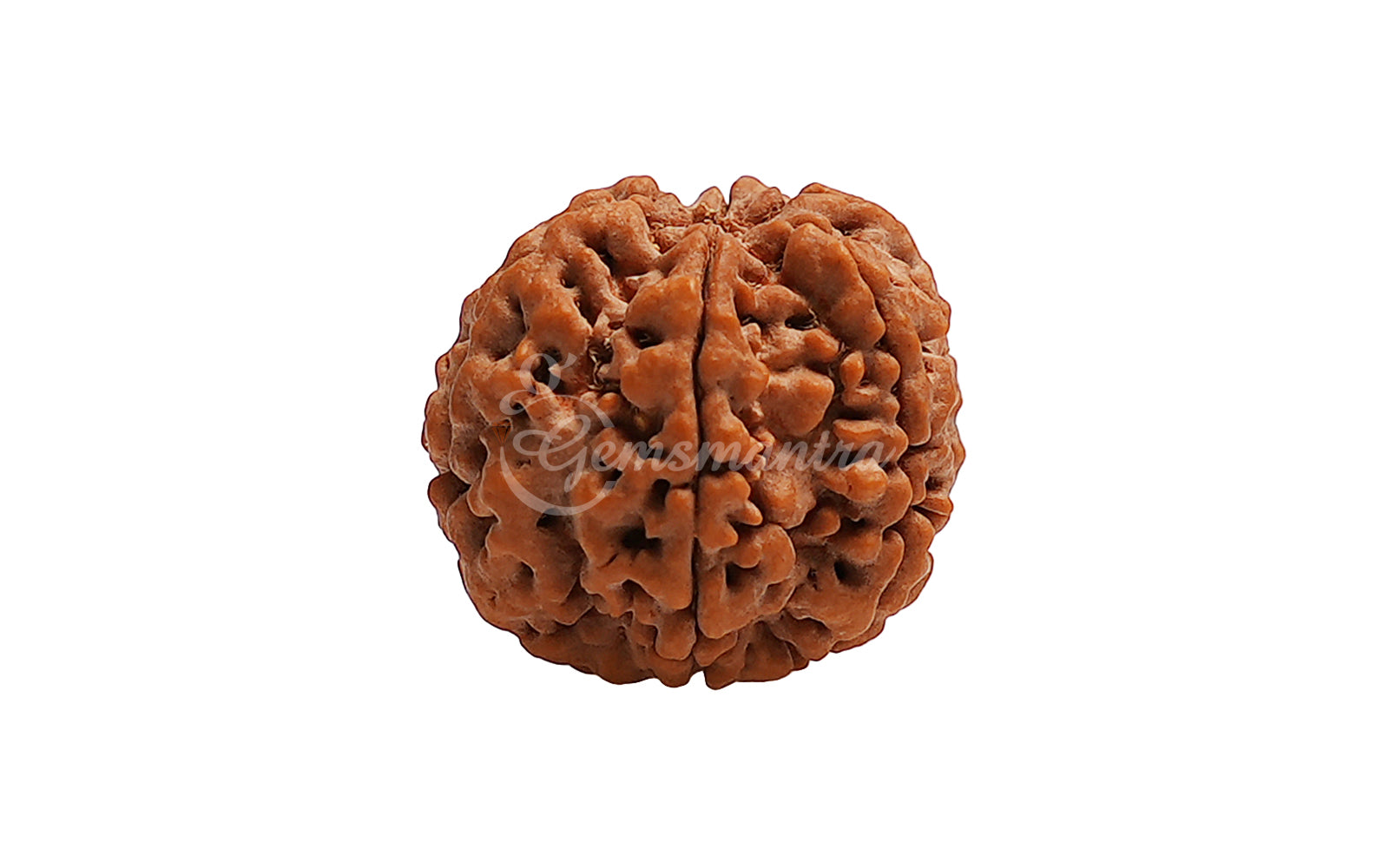 6 Mukhi Rudraksha (Nepali)