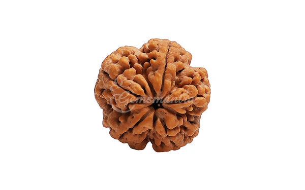 5 Mukhi Rudraksha (Nepali)