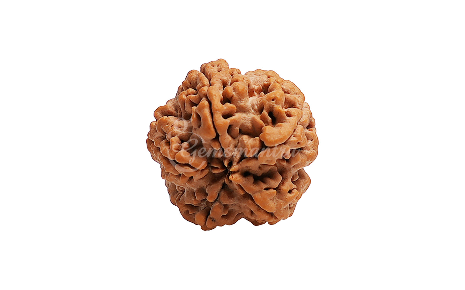 5 Mukhi Rudraksha (Nepali)