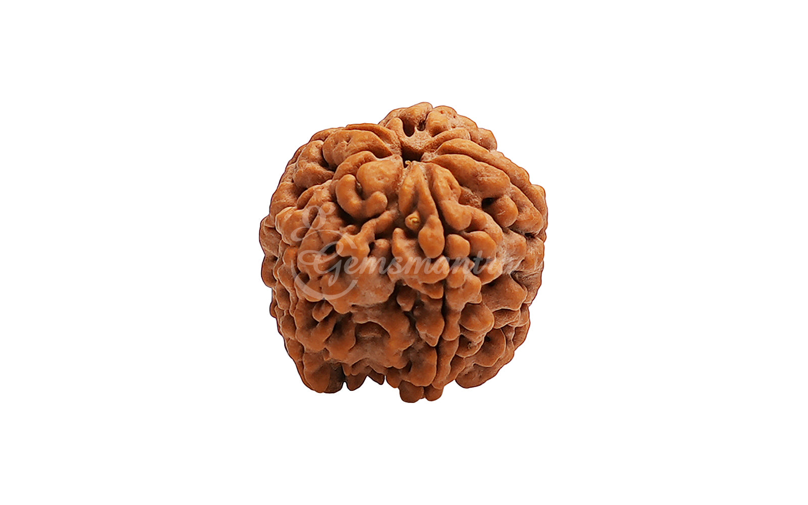 5 Mukhi Rudraksha (Nepali)