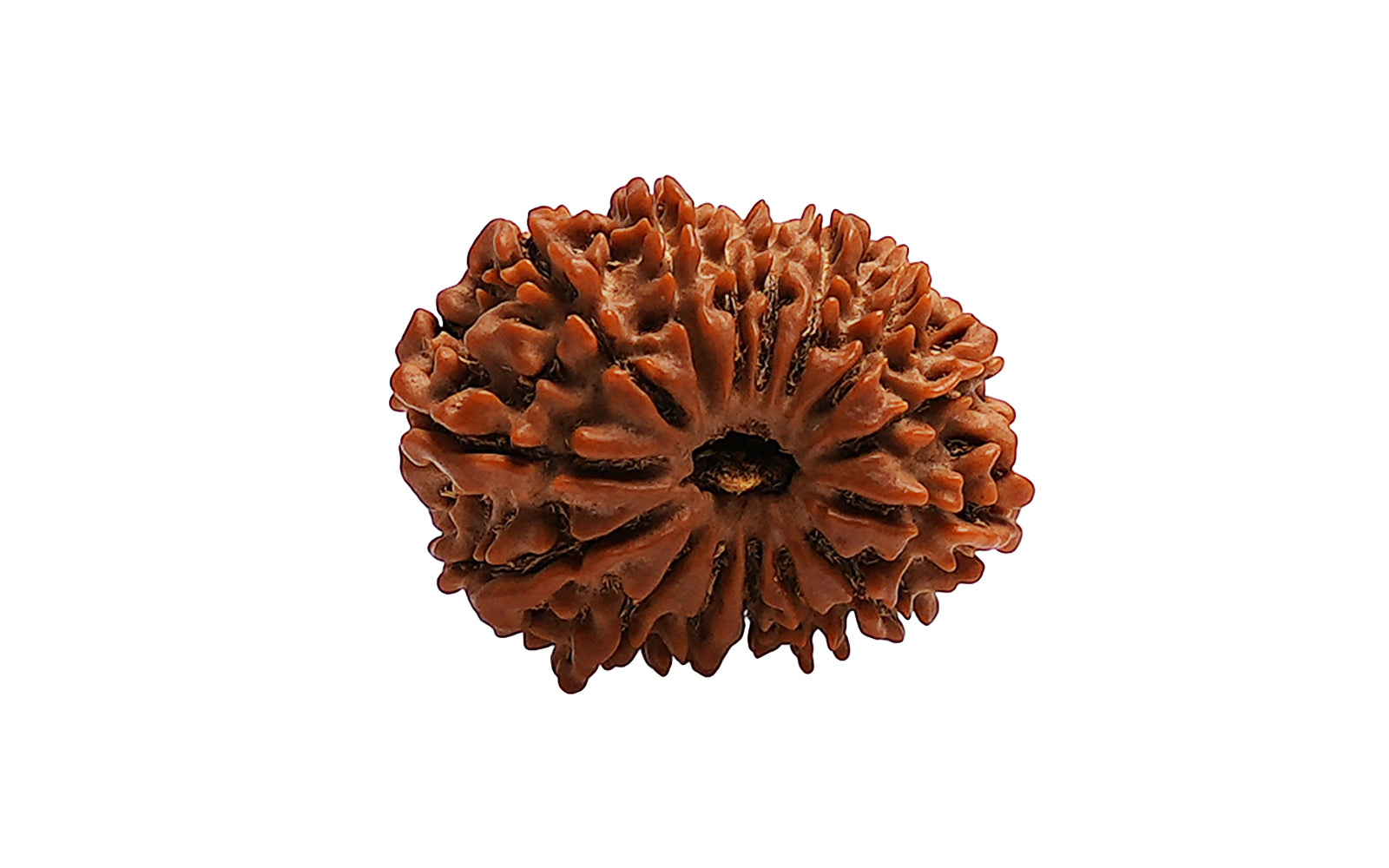 15 Mukhi Natural Rudraksha