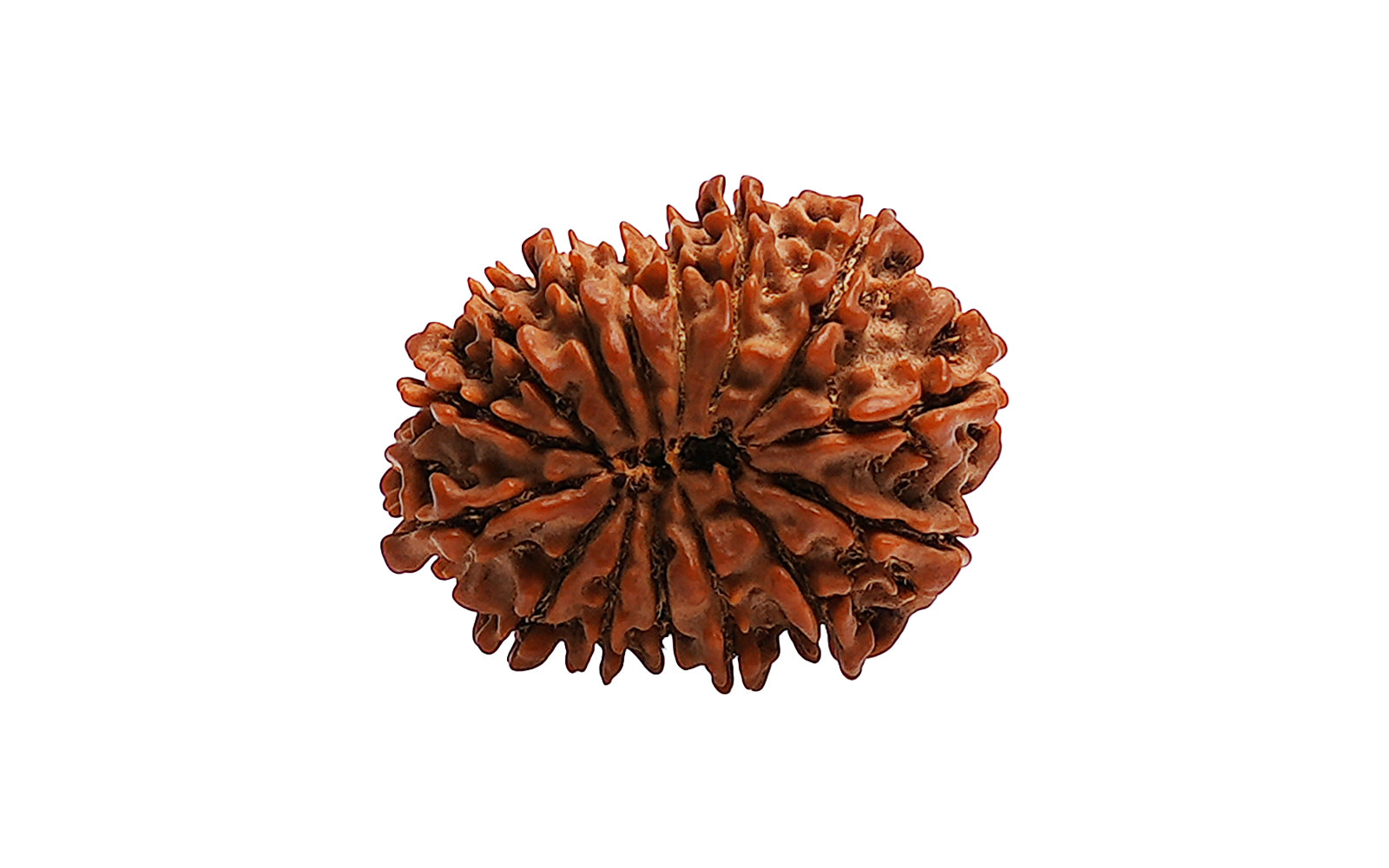 15 Mukhi Natural Rudraksha