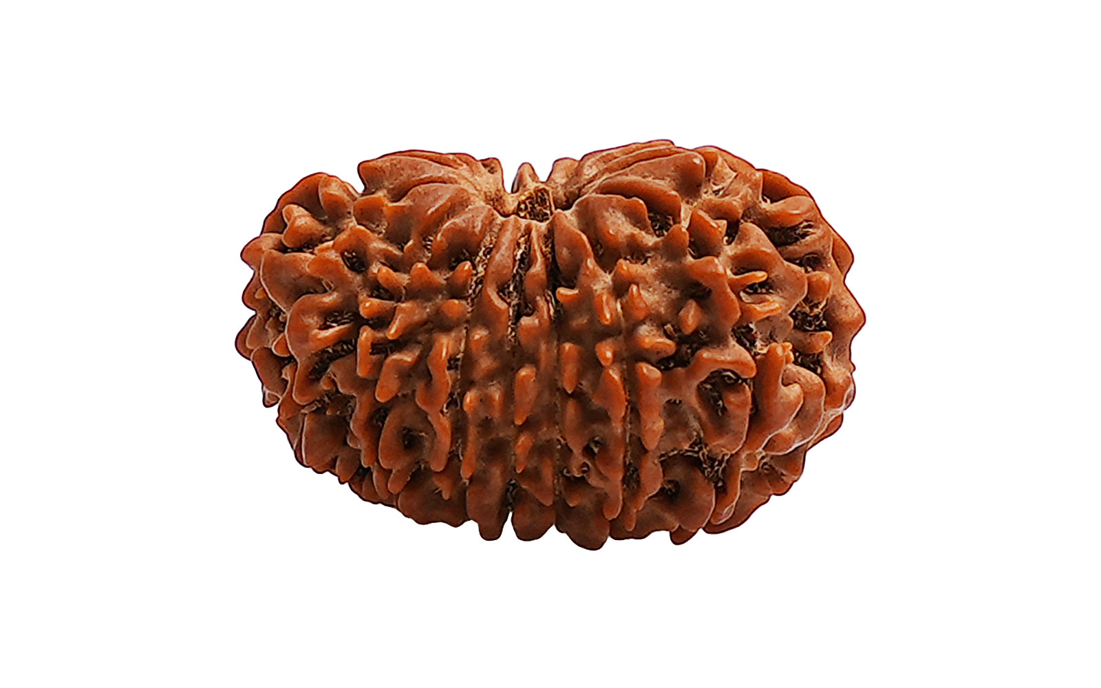 15 Mukhi Natural Rudraksha