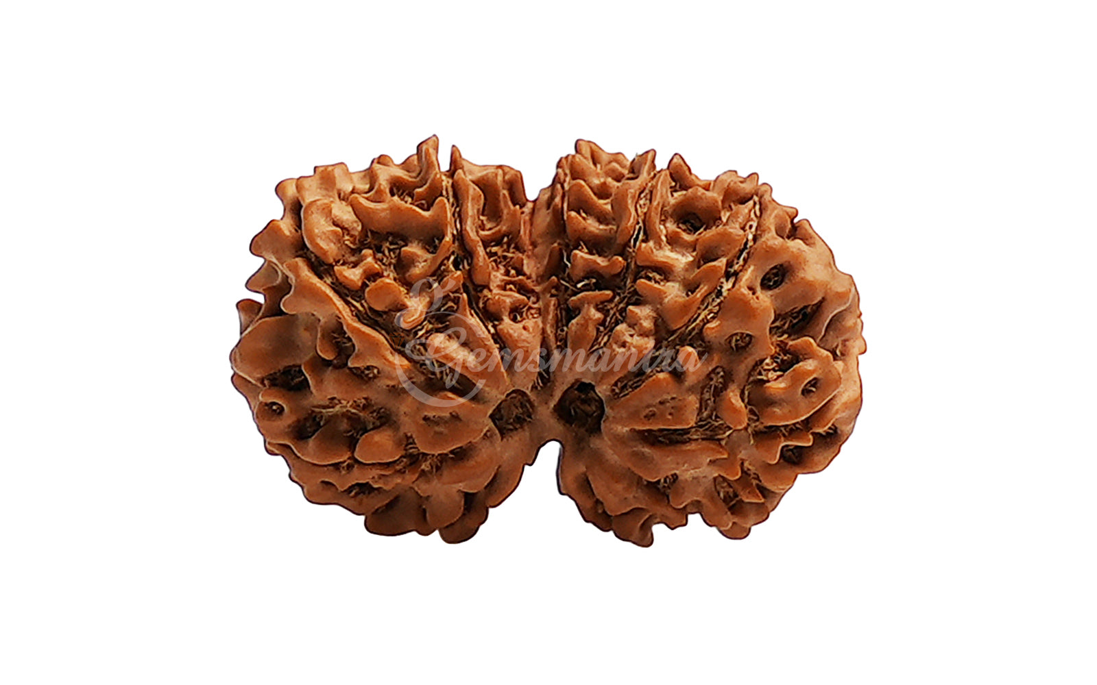 Gauri Shankar Rudraksha