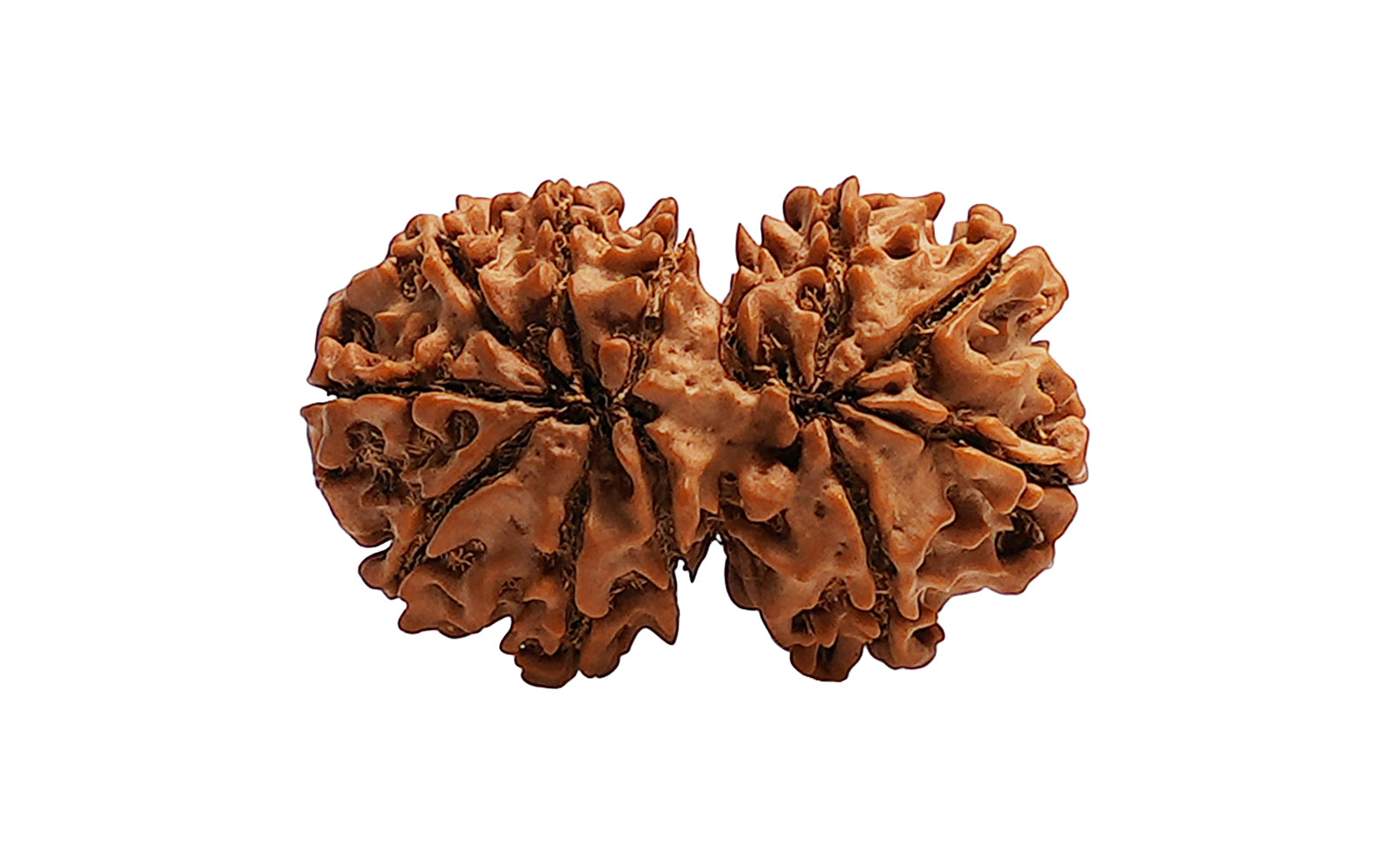 Gauri Shankar Rudraksha