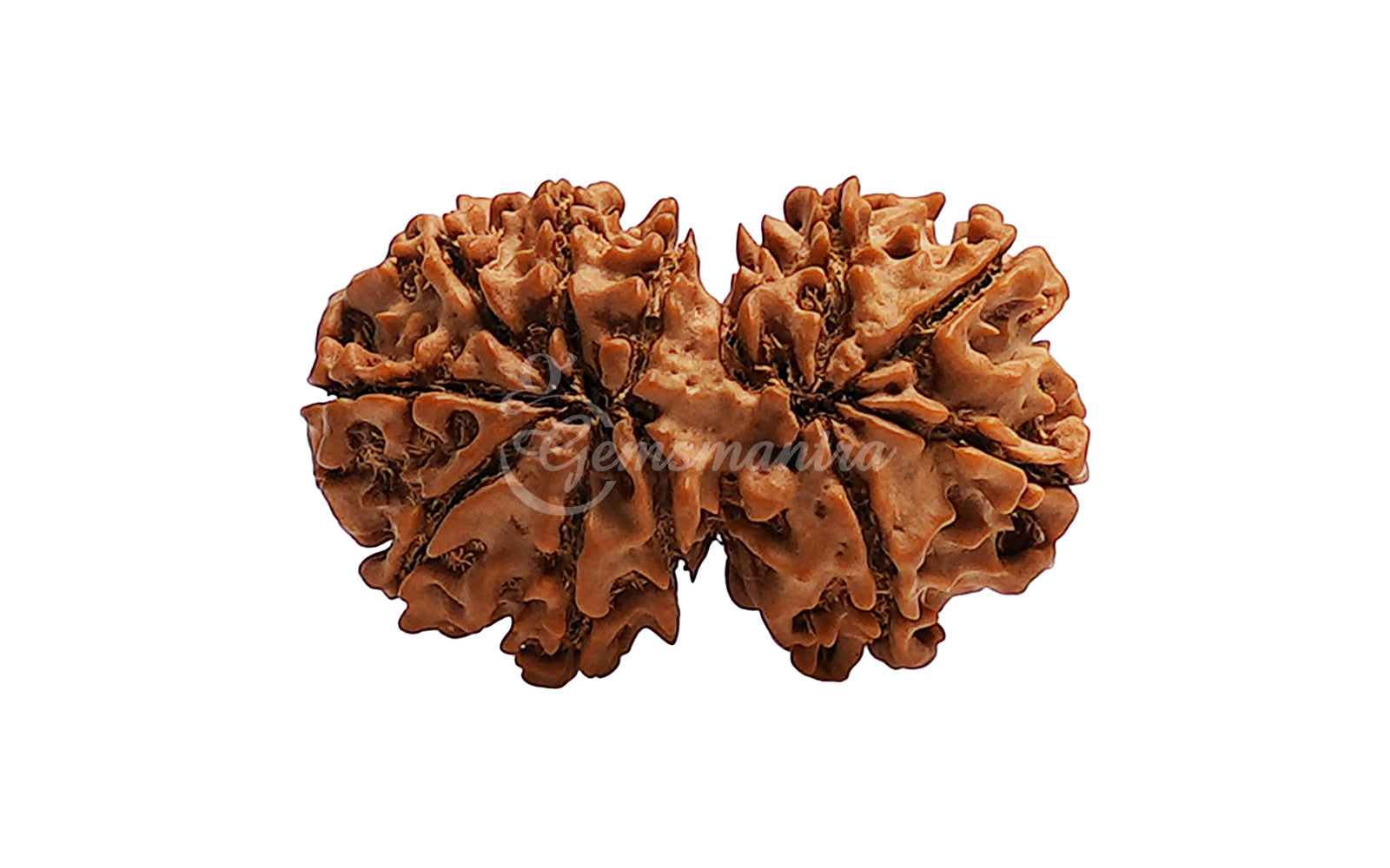 Gauri Shankar Rudraksha