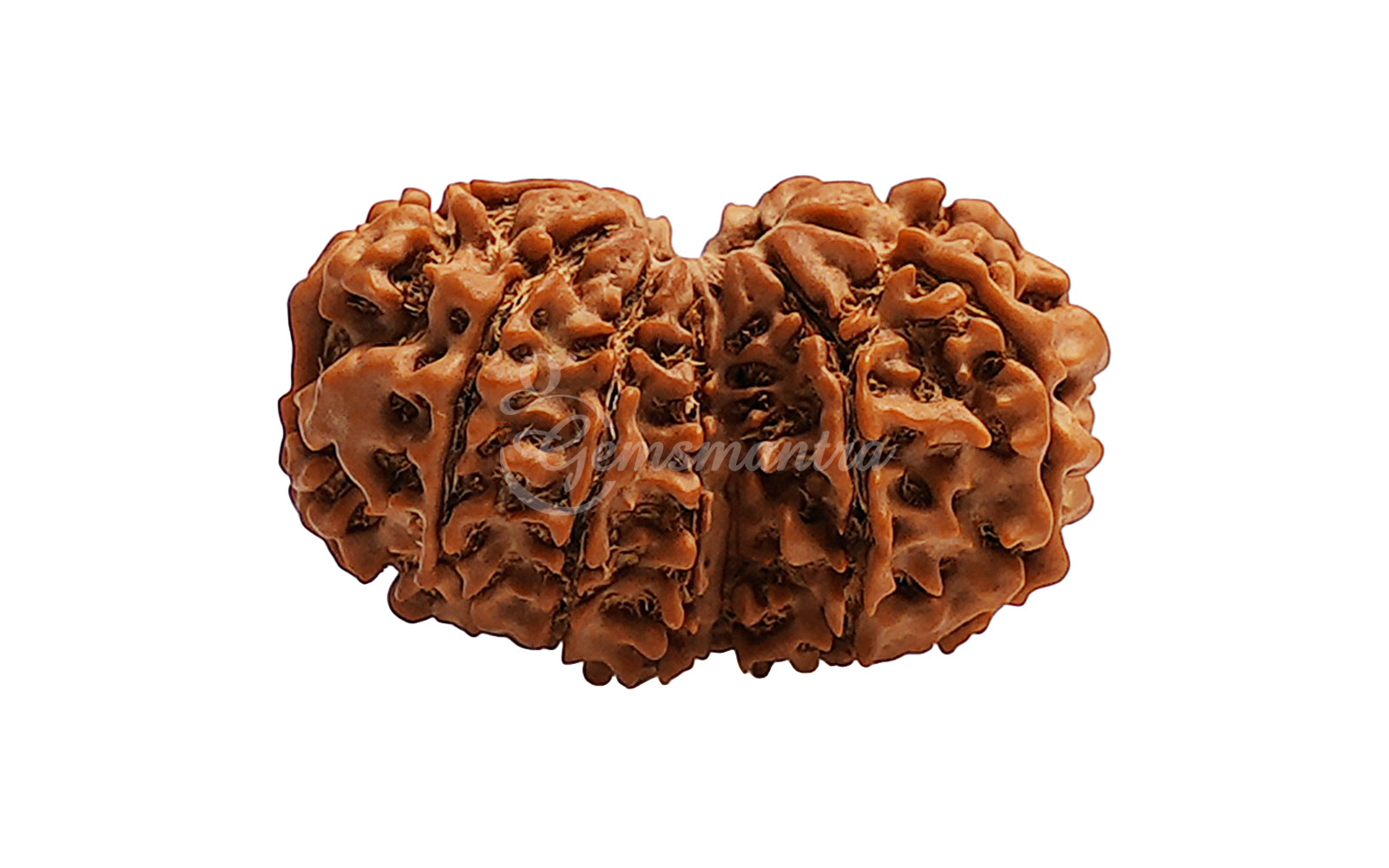 Gauri Shankar Rudraksha