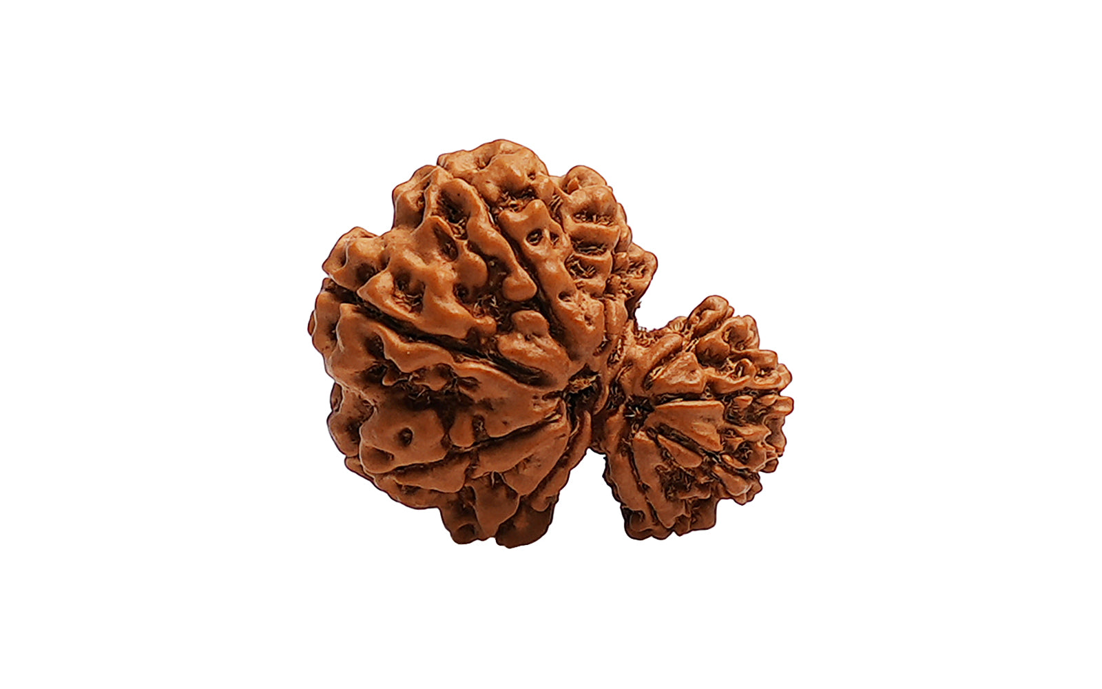 Garbh Gauri Shankar Rudraksha