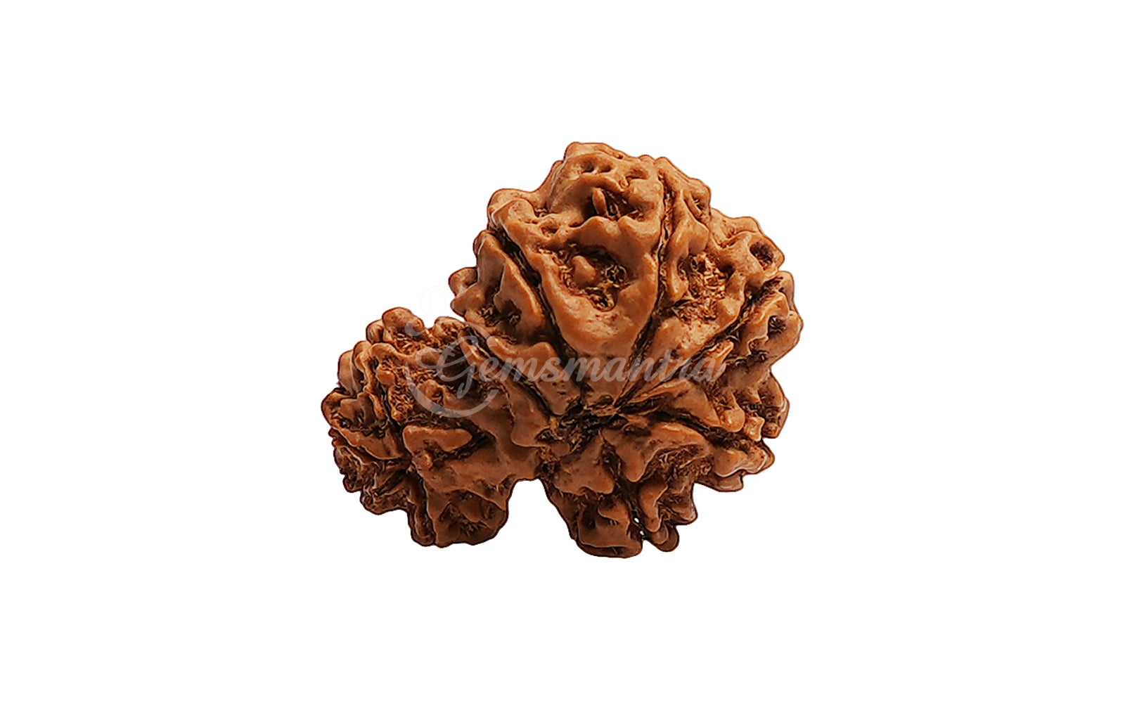 Garbh Gauri Shankar Rudraksha