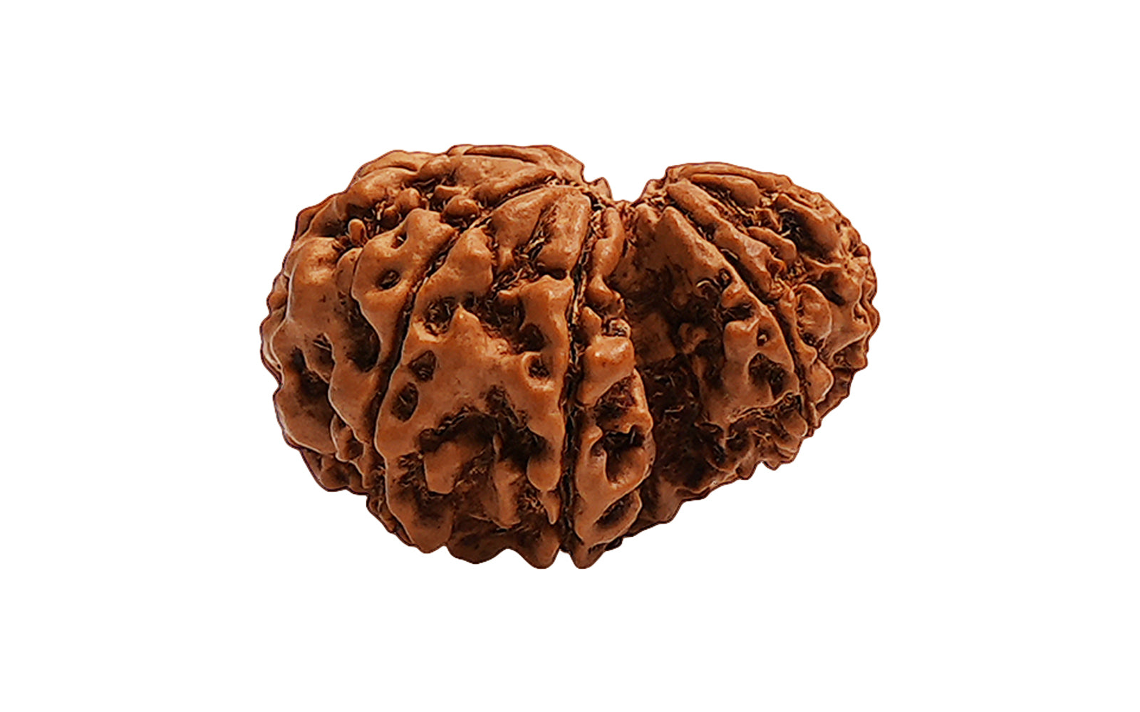 Garbh Gauri Shankar Rudraksha