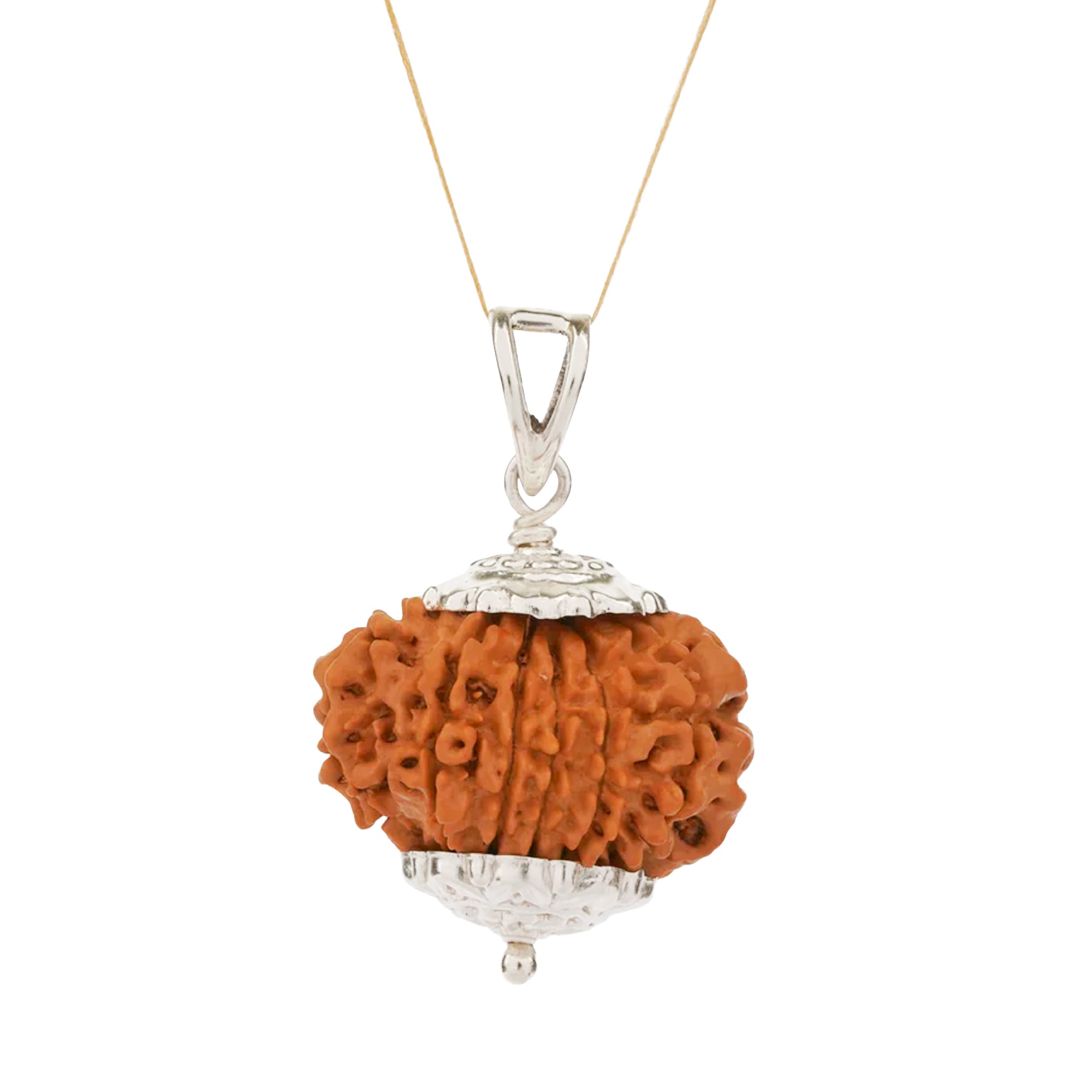 12 Mukhi Rudraksha – Original Nepali Bead