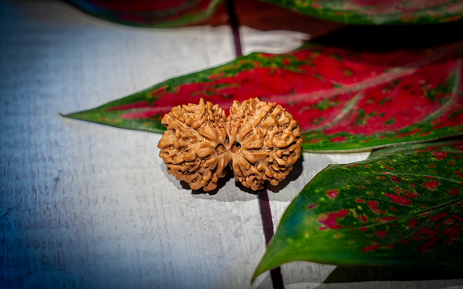 Gauri Shankar Rudraksha