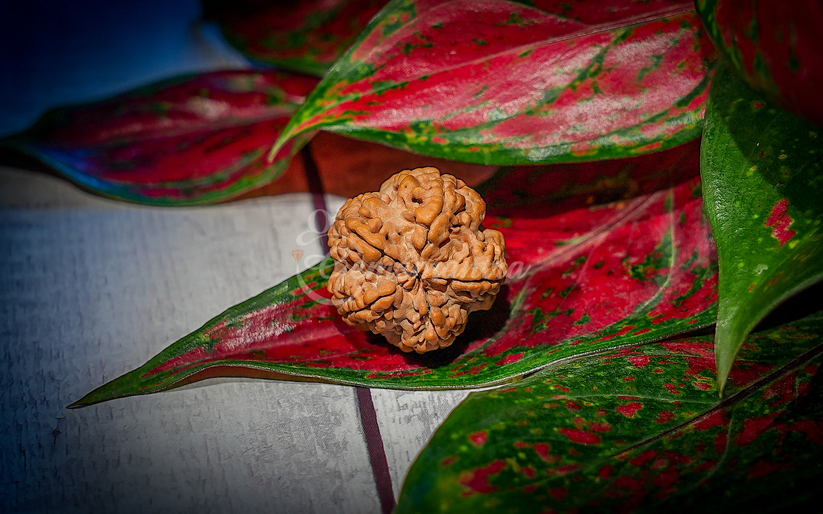 5 Mukhi Rudraksha (Nepali)