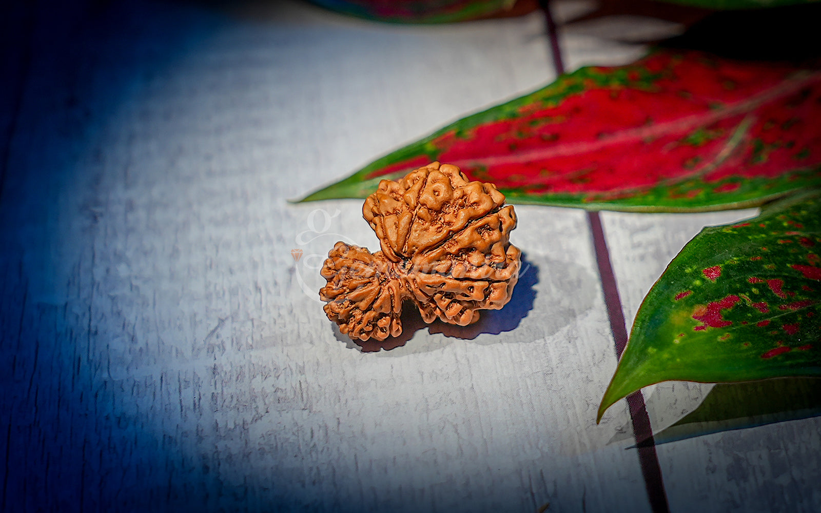 Garbh Gauri Shankar Rudraksha