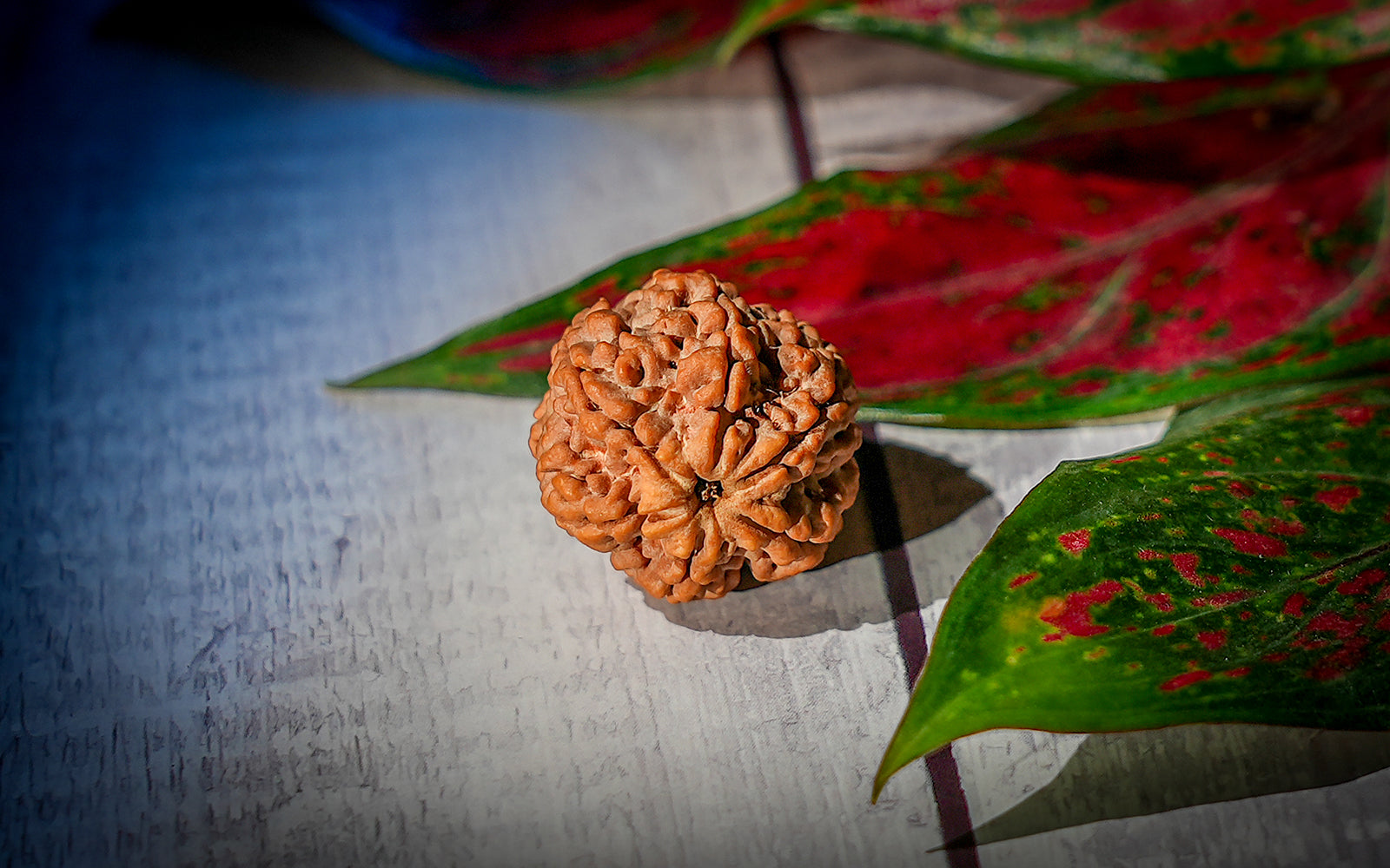 6 Mukhi Rudraksha (Nepali)