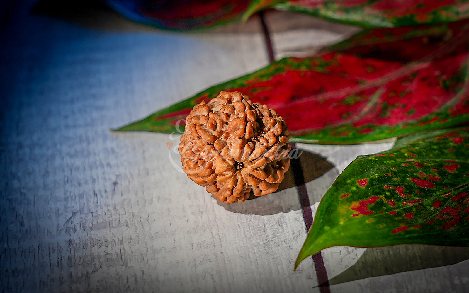 6 Mukhi Rudraksha (Nepali)