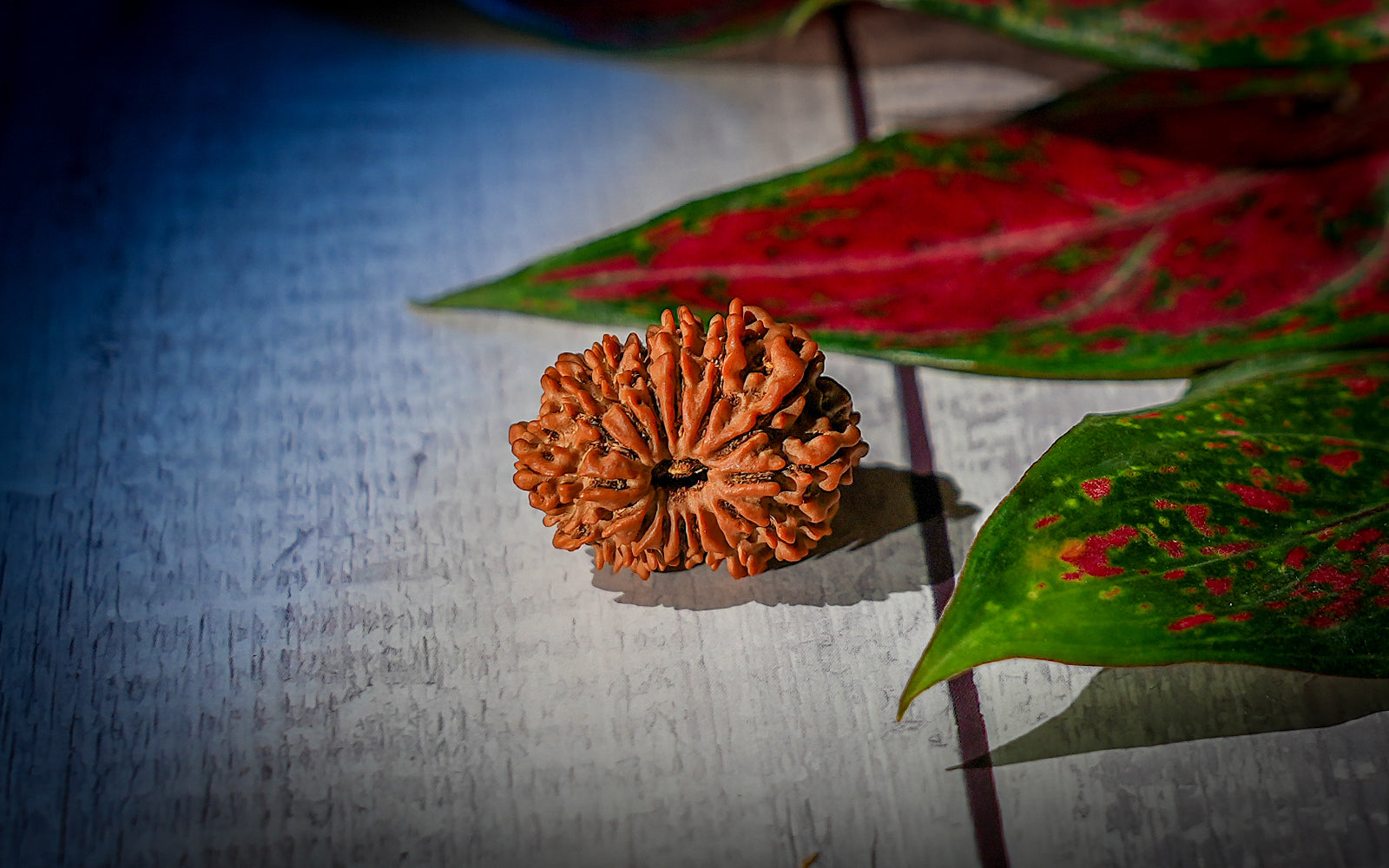 15 Mukhi Natural Rudraksha