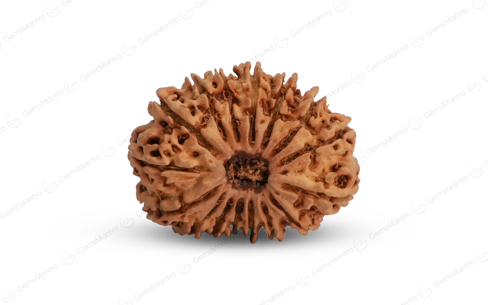 Natural 16 Mukhi Rudraksha (Nepali)