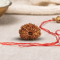 Natural 16 Mukhi Rudraksha (Nepali)