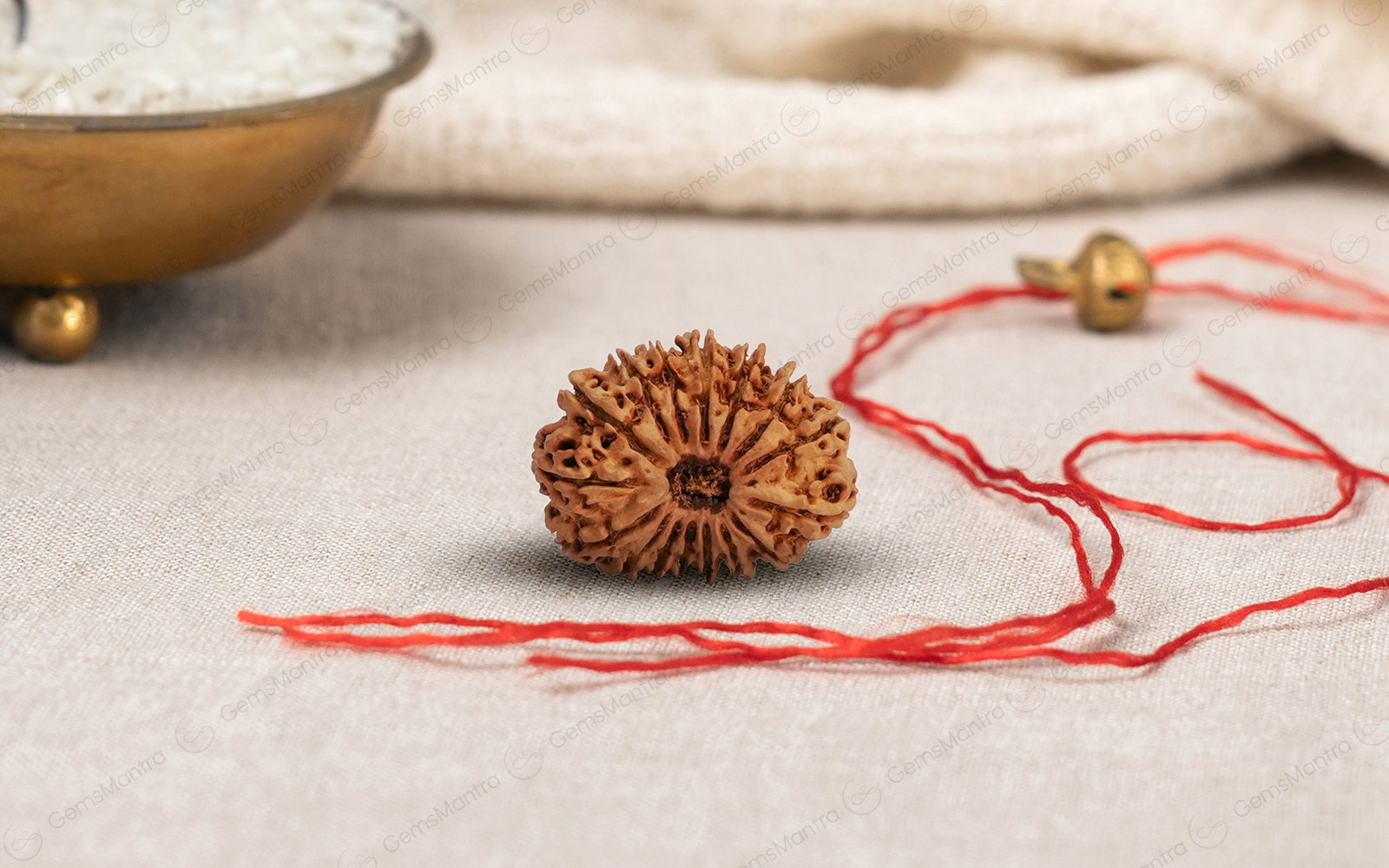 Natural 16 Mukhi Rudraksha (Nepali)