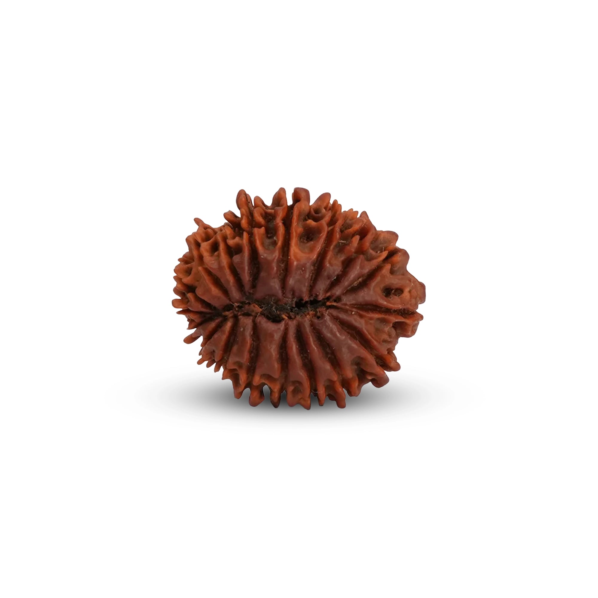 Natural 18 Mukhi Rudraksha – Original Nepali Bead