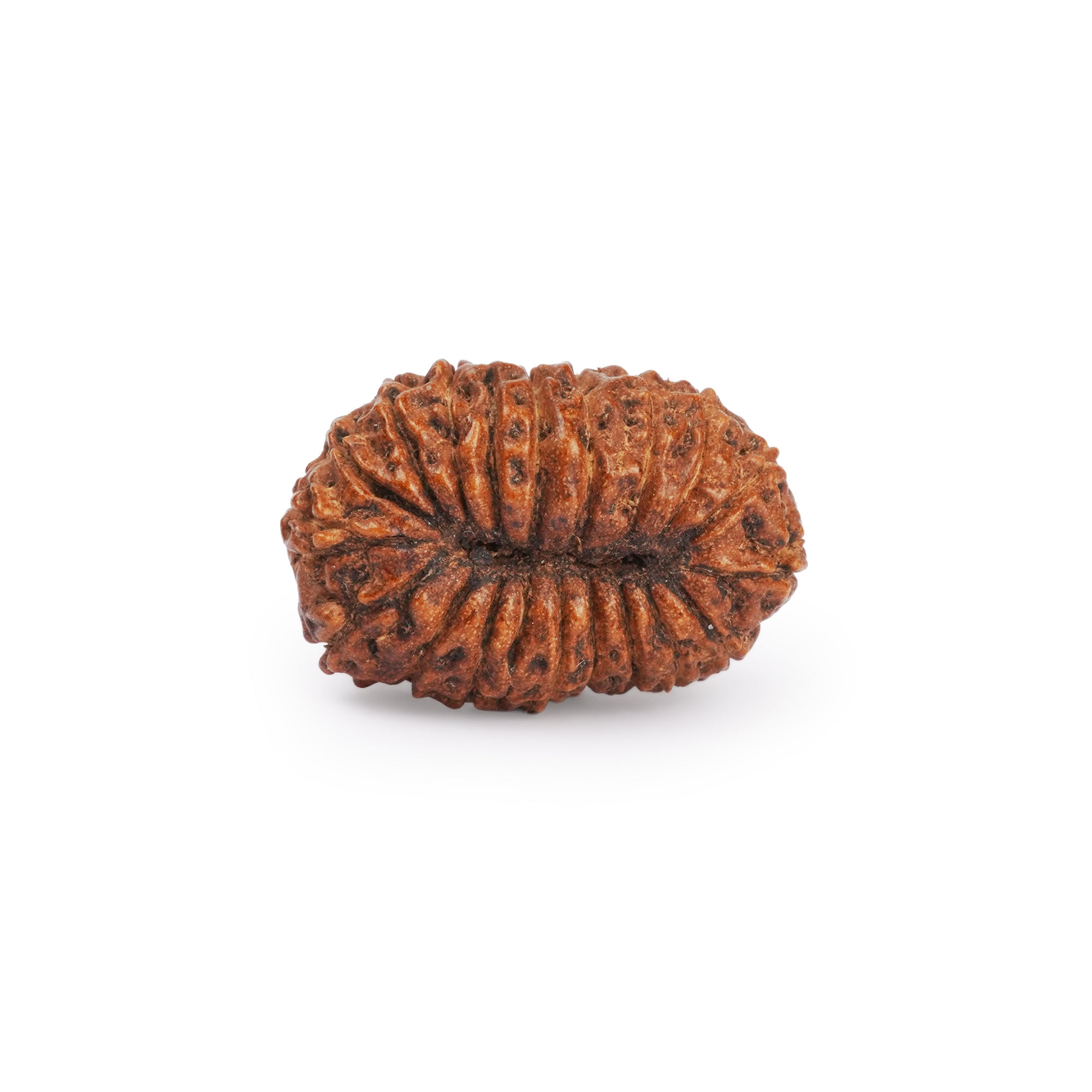 Natural 20 Mukhi Rudraksha – Original Nepali Bead