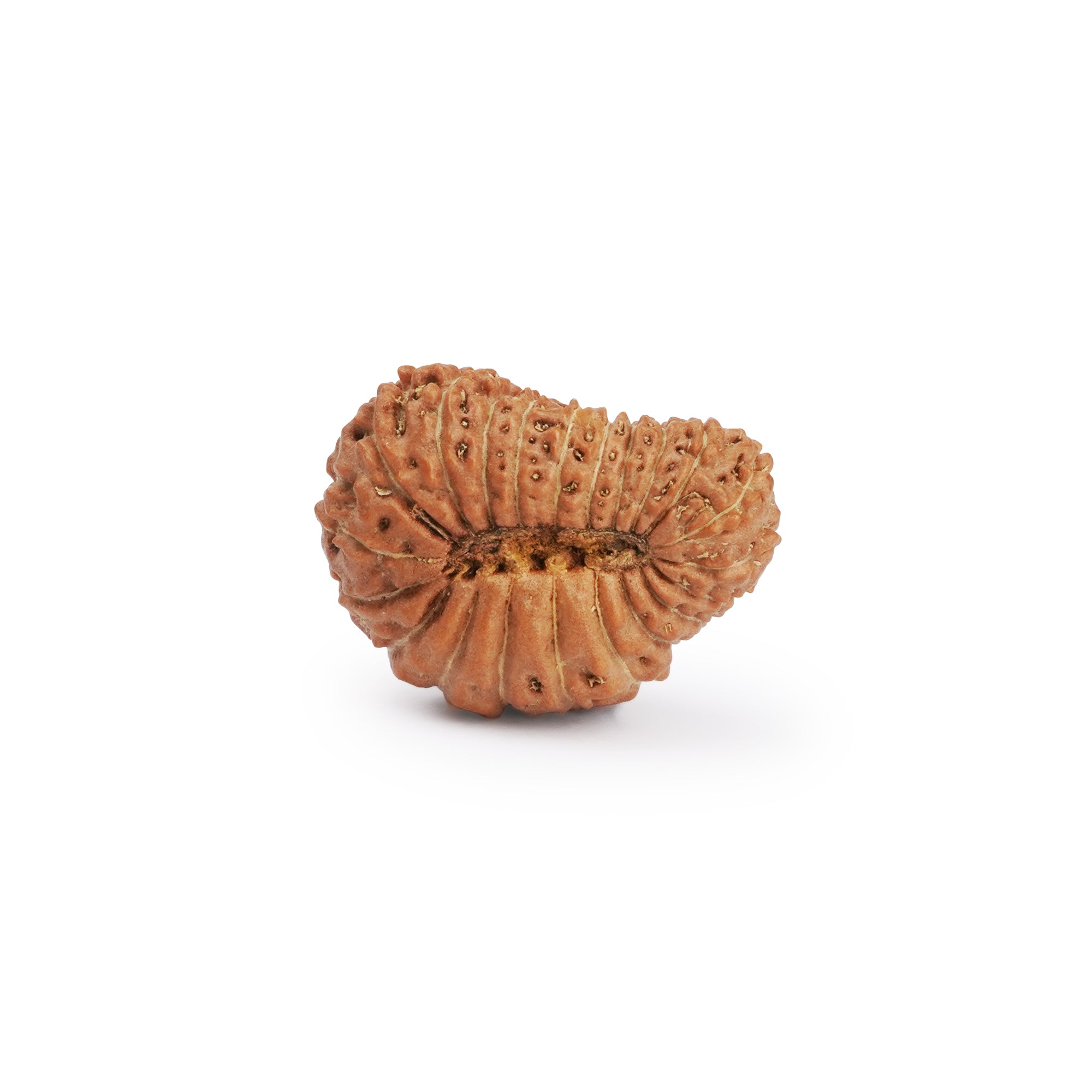 Natural 21 Mukhi Rudraksha – Original Nepali Bead