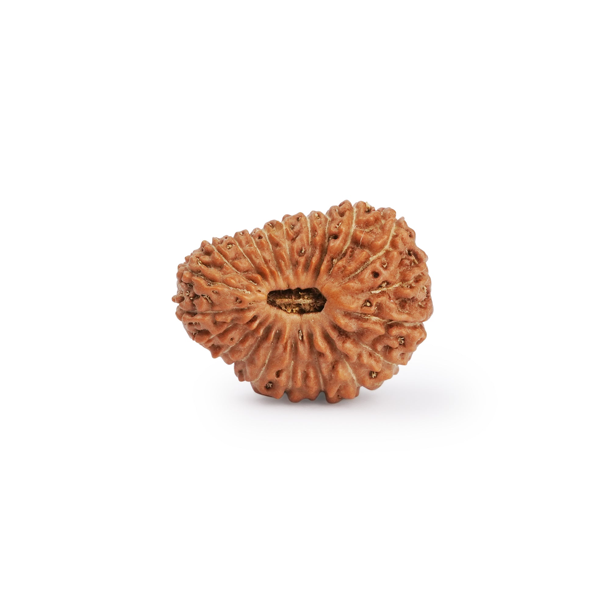 Natural 21 Mukhi Rudraksha – Original Nepali Bead