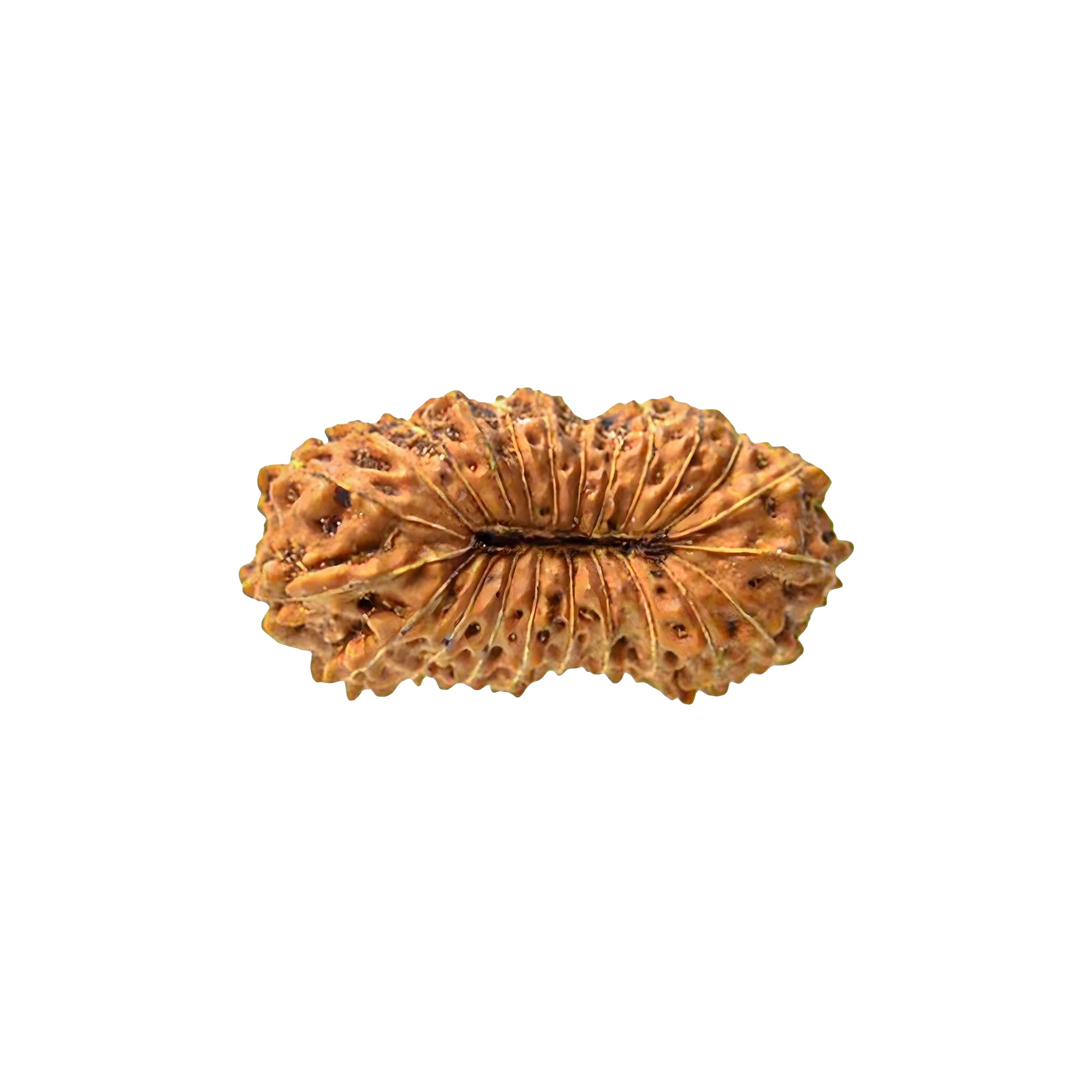 Natural 23 Mukhi Rudraksha – Original Indonesian Bead