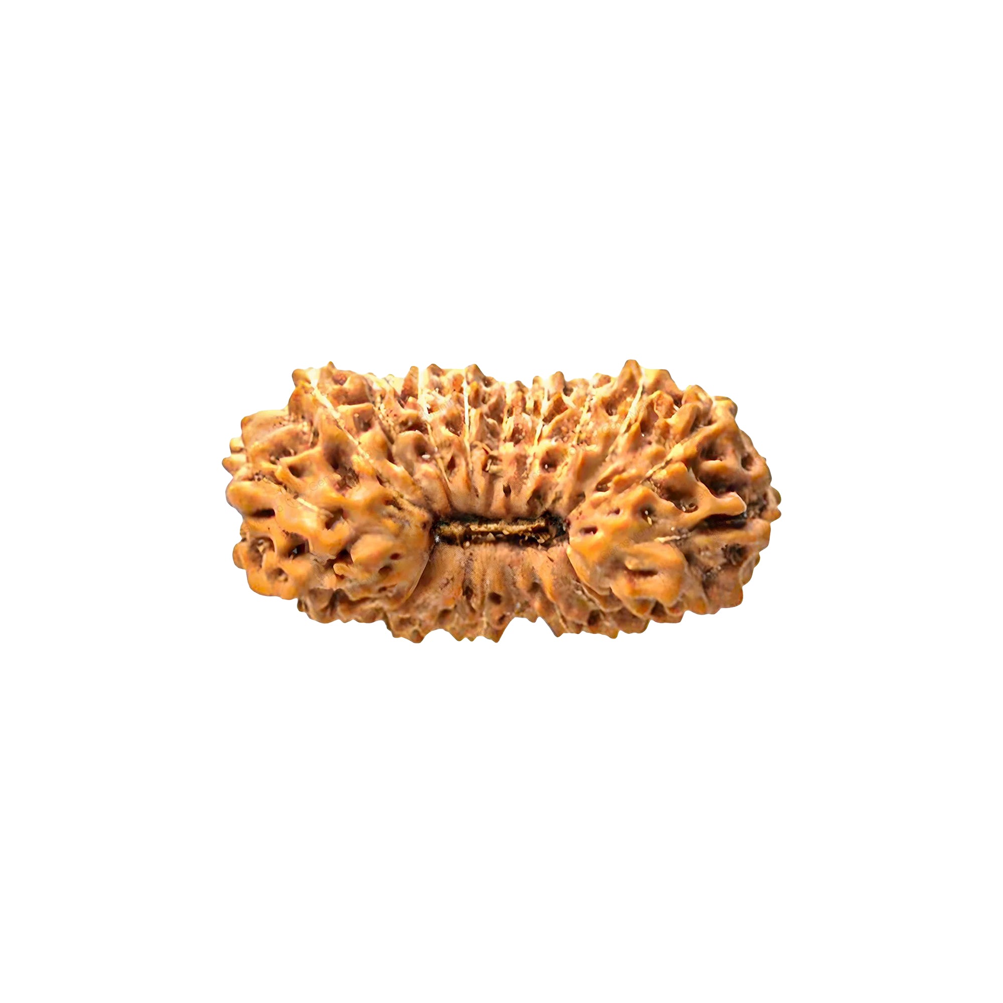 Natural 23 Mukhi Rudraksha – Original Indonesian Bead