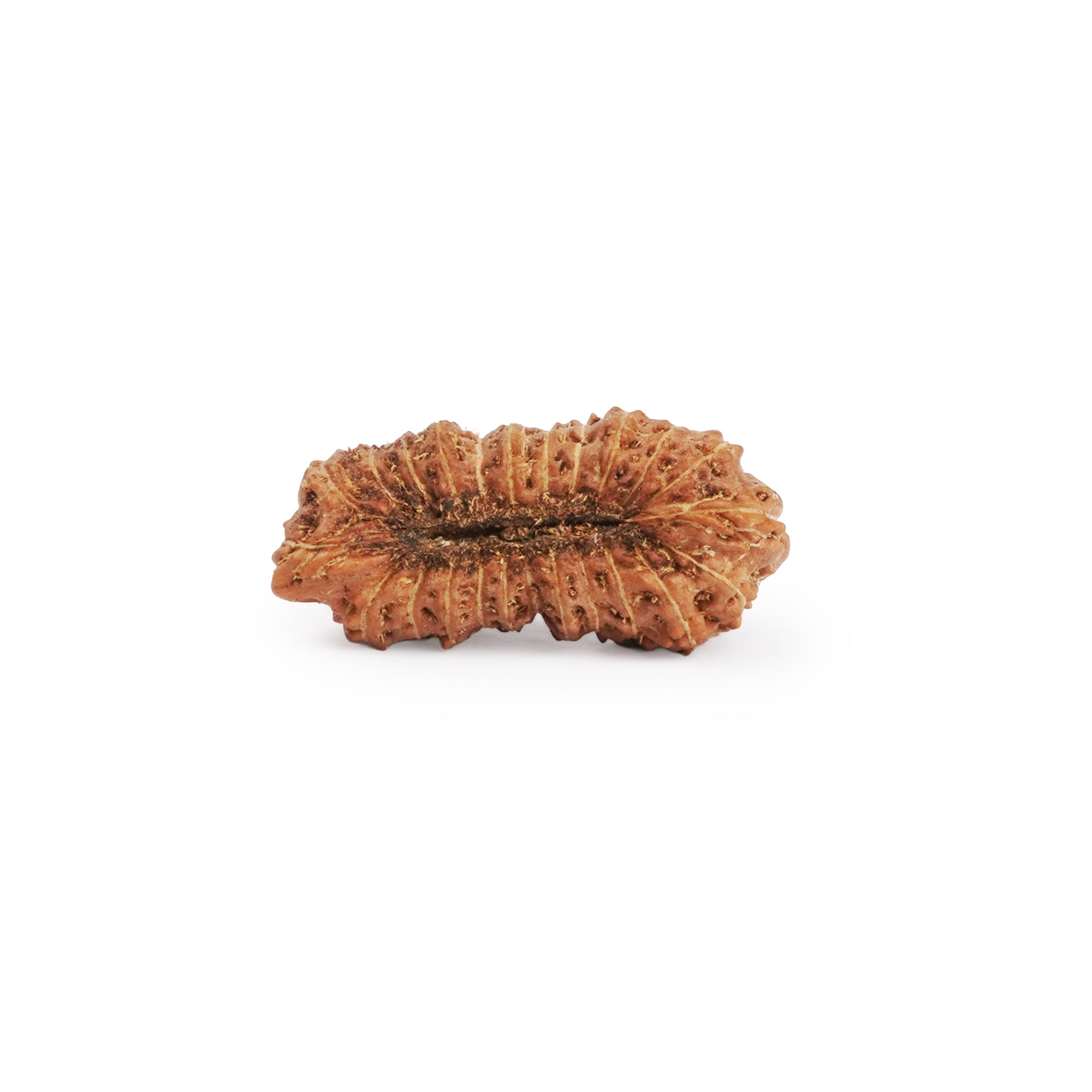 Natural 24 Mukhi Rudraksha – Original Indonesian Bead